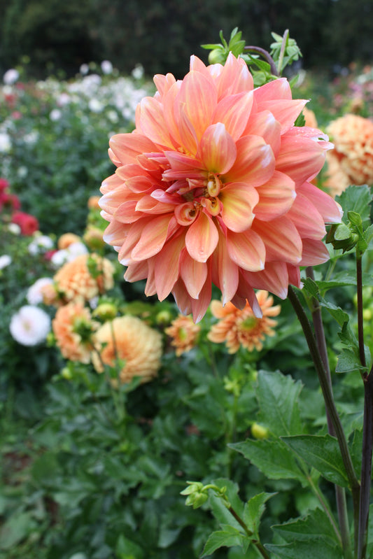 Connecticut Coral Dahlia Tuber