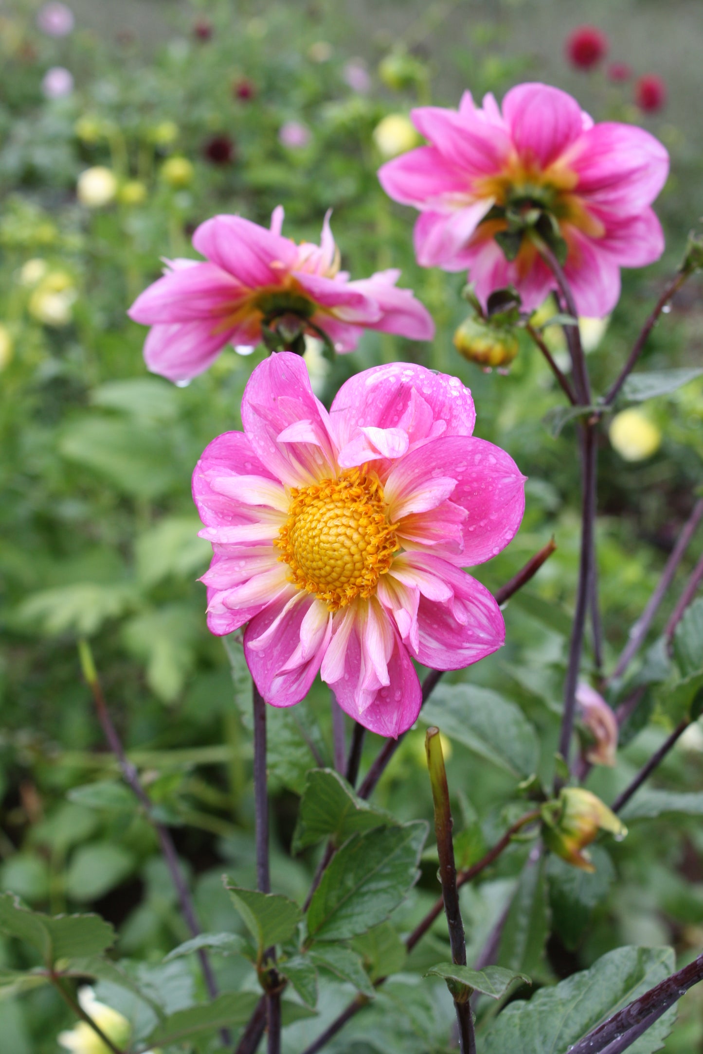 Bloomquist Arise Dahlia Tuber