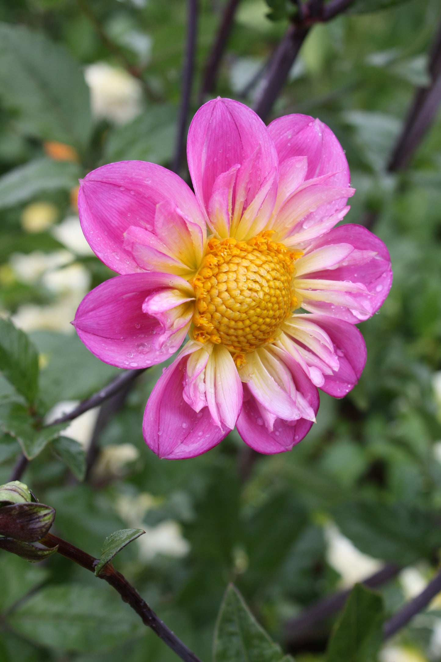 Bloomquist Arise Dahlia Tuber