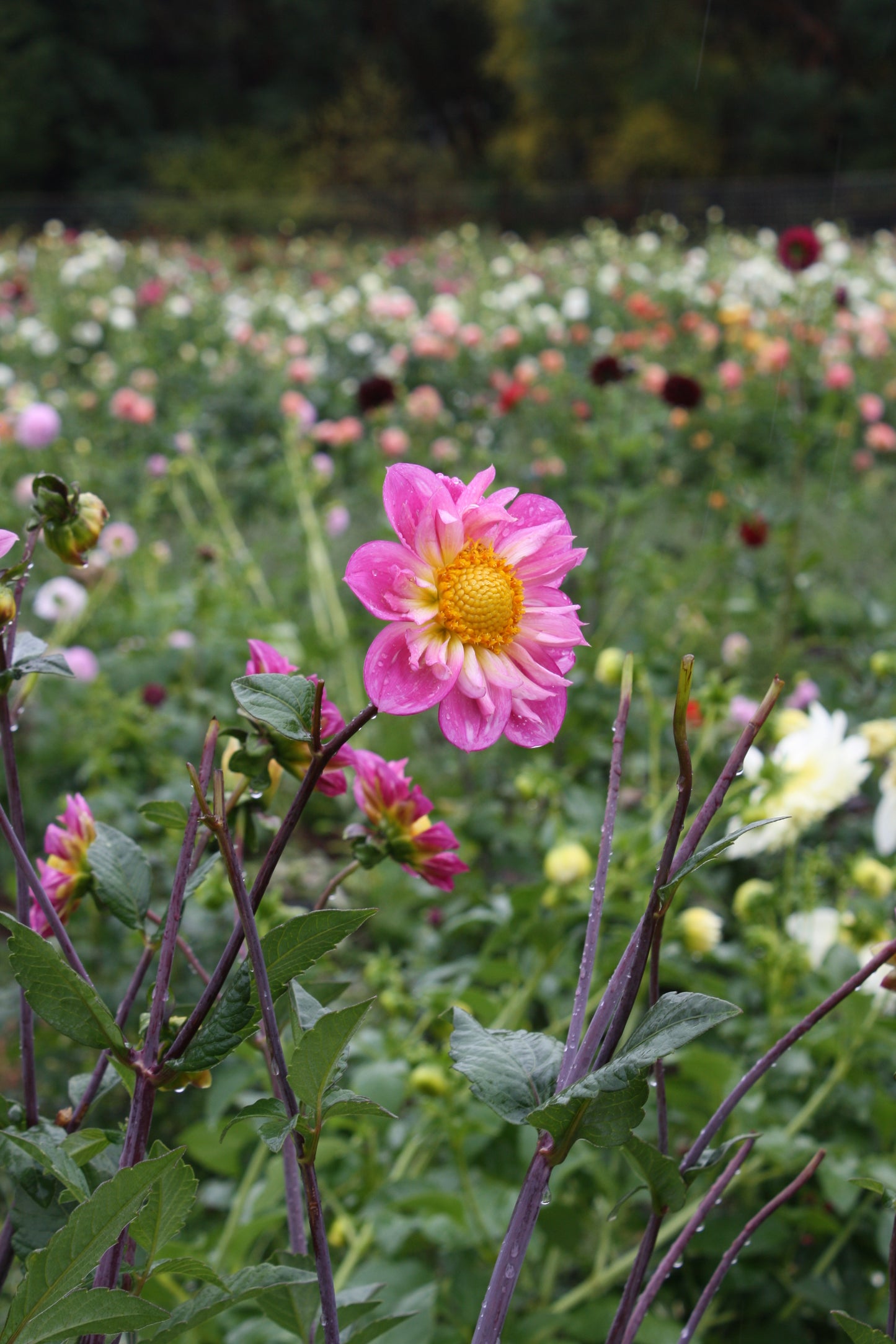 Bloomquist Arise Dahlia Tuber