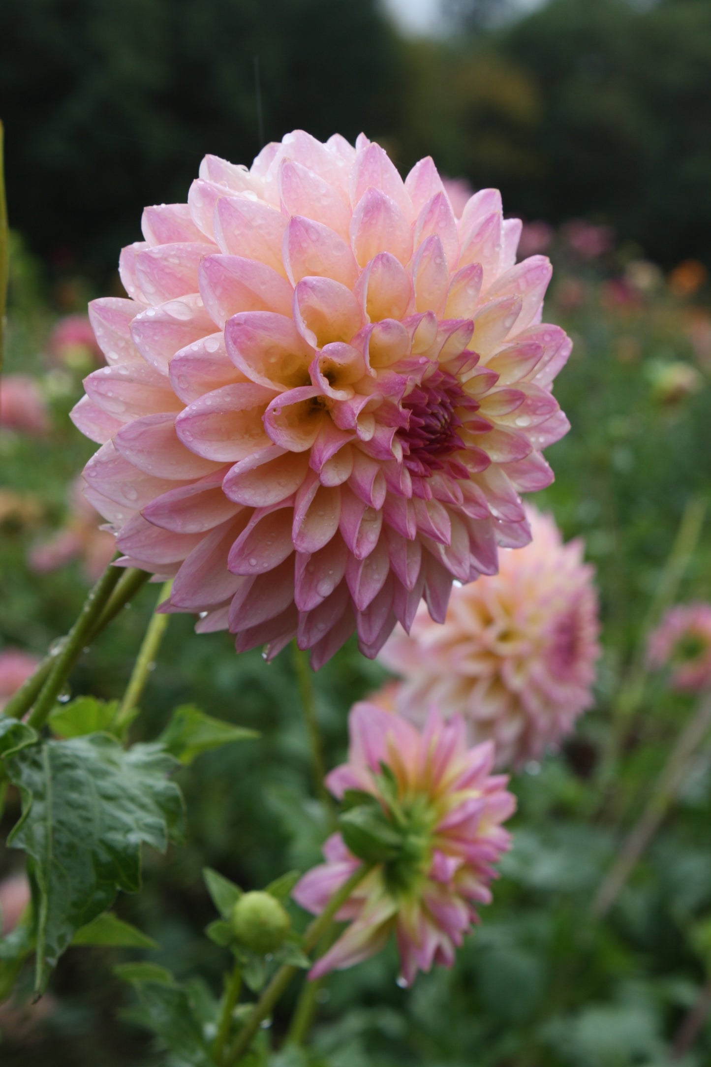Castle Drive Dahlia Tuber