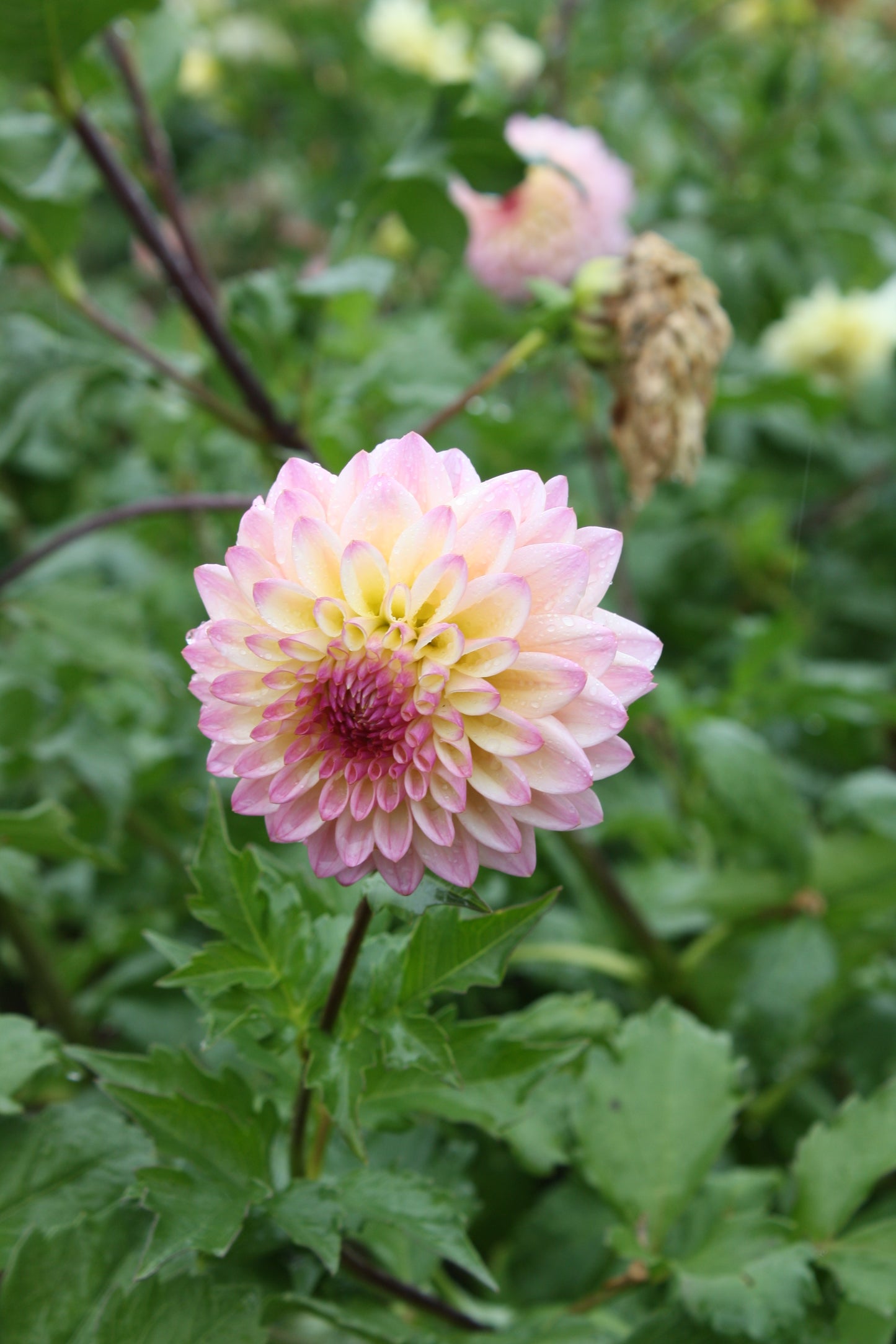 Castle Drive Dahlia Tuber