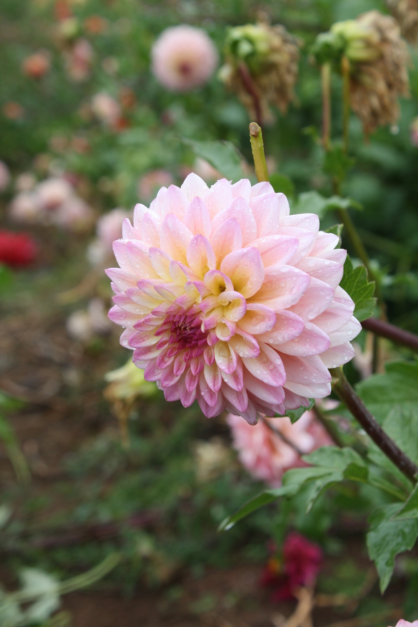 Castle Drive Dahlia Tuber
