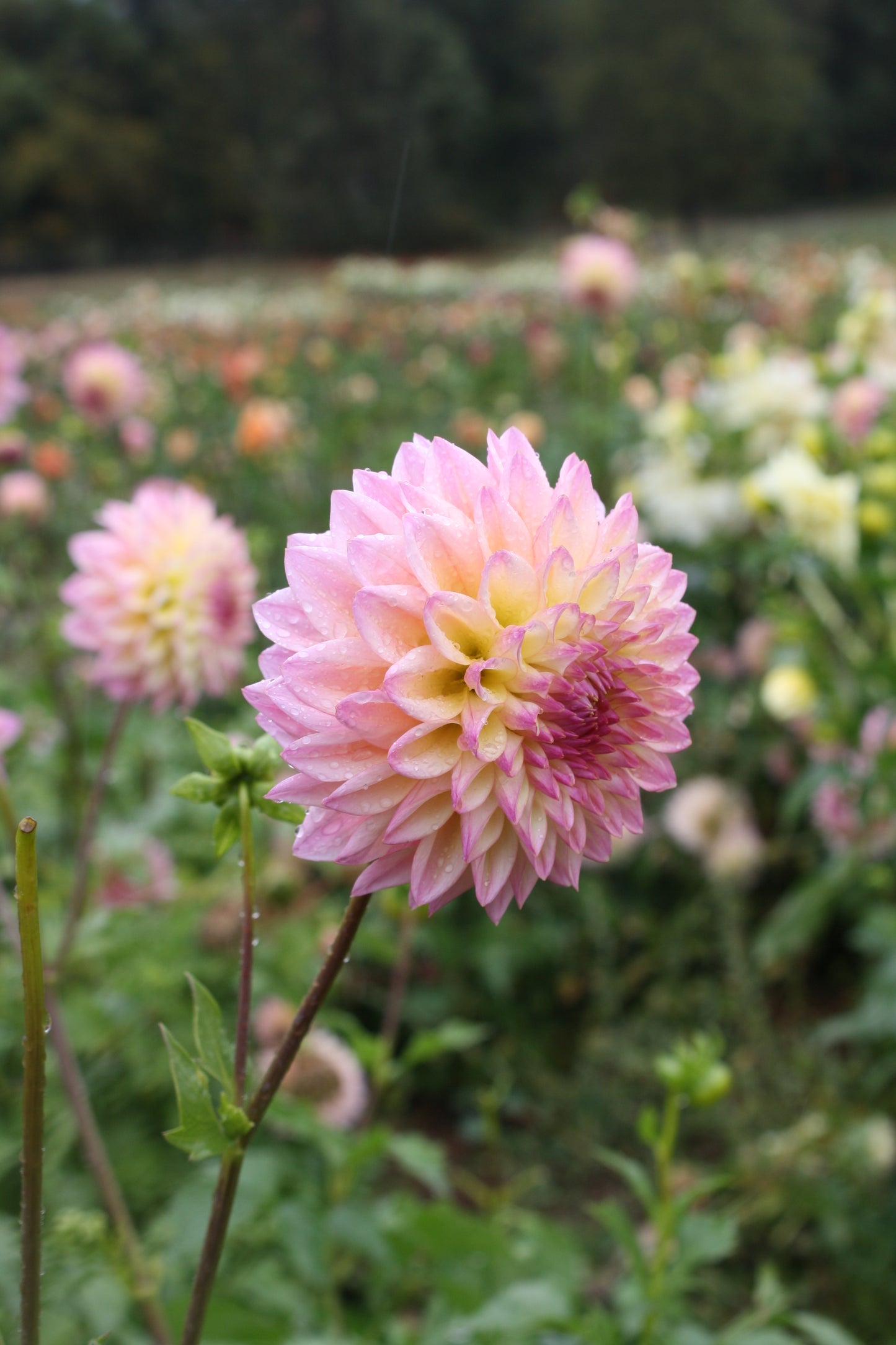 Castle Drive Dahlia Tuber