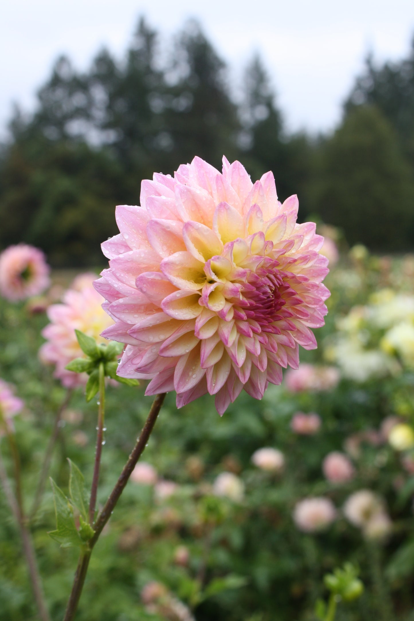 Castle Drive Dahlia Tuber