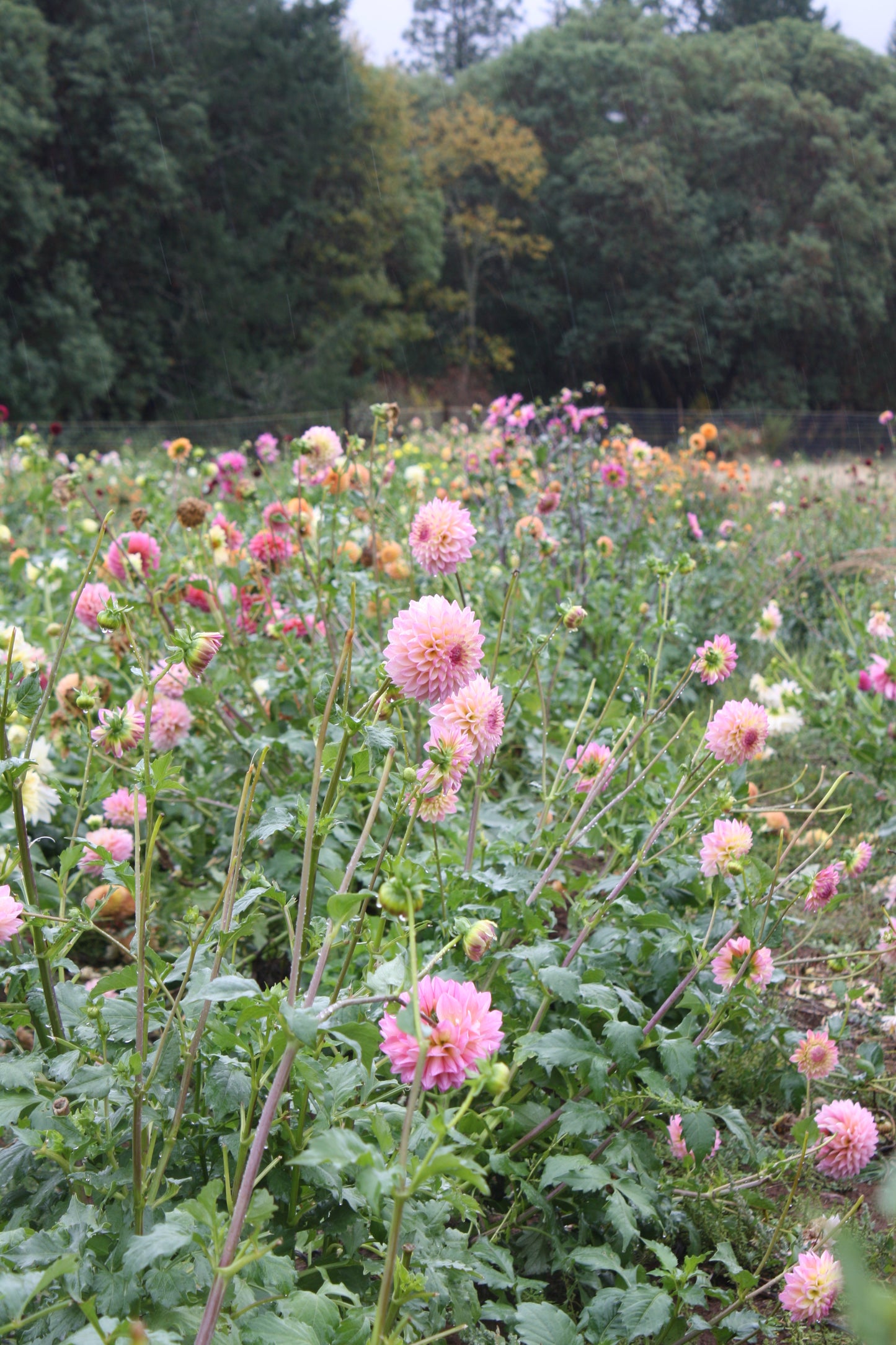 Castle Drive Dahlia Tuber