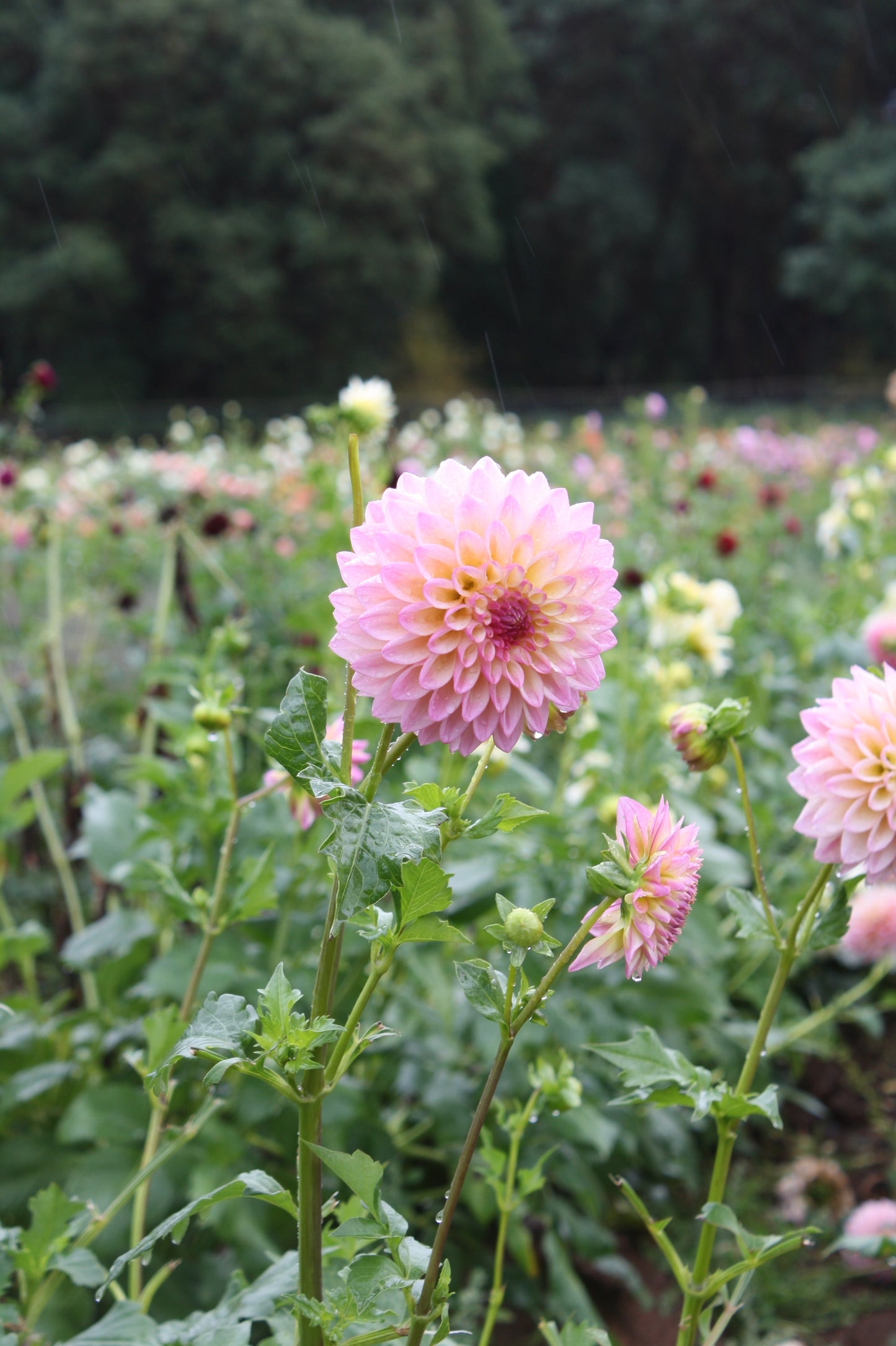 Castle Drive Dahlia Tuber