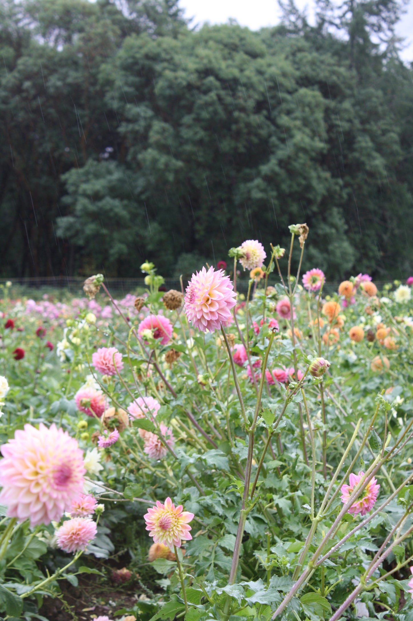 Castle Drive Dahlia Tuber