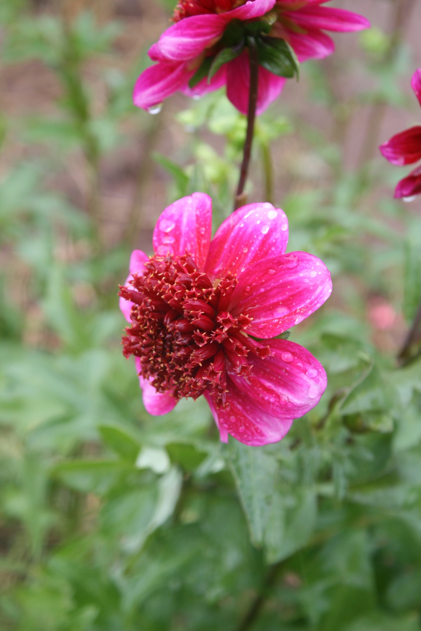 Rockstar Dahlia Tuber