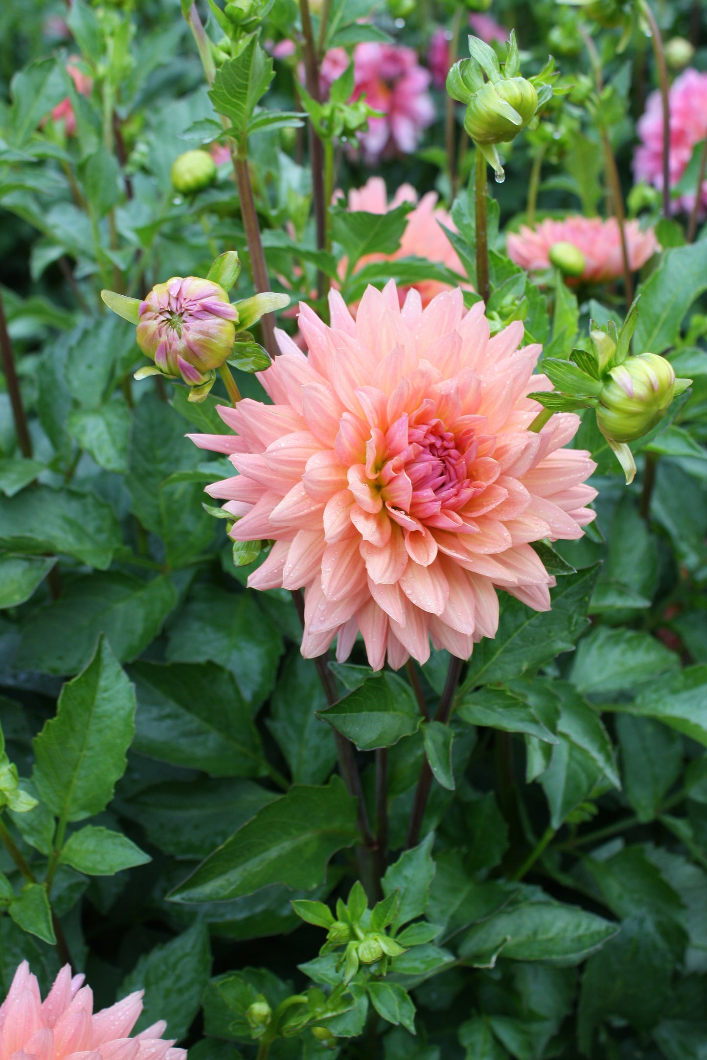 Preference Dahlia Tuber