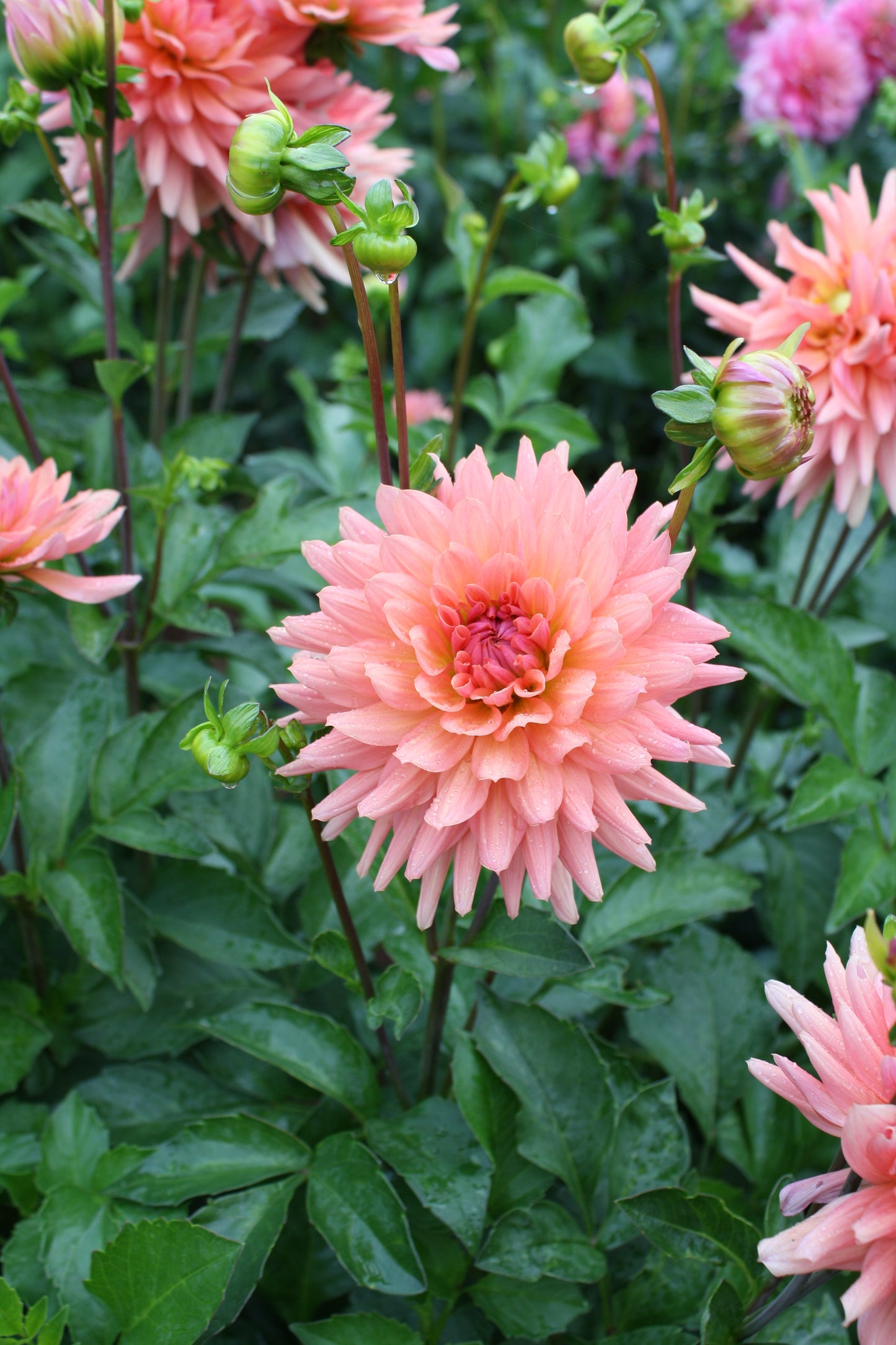 Preference Dahlia Tuber