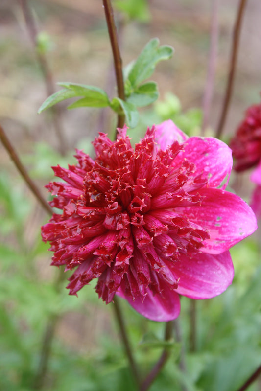 Rockstar Dahlia Tuber