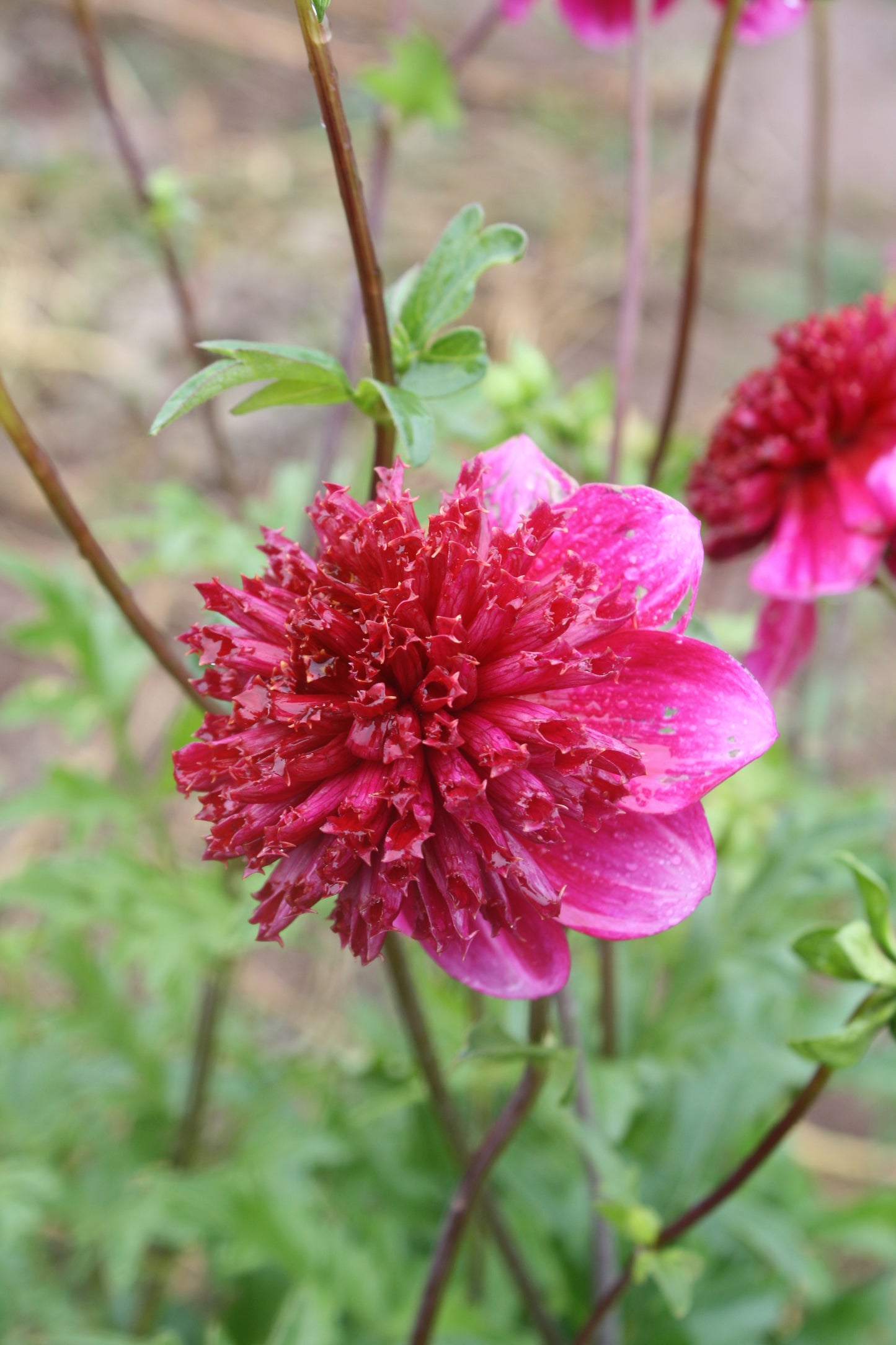 Rockstar Dahlia Tuber