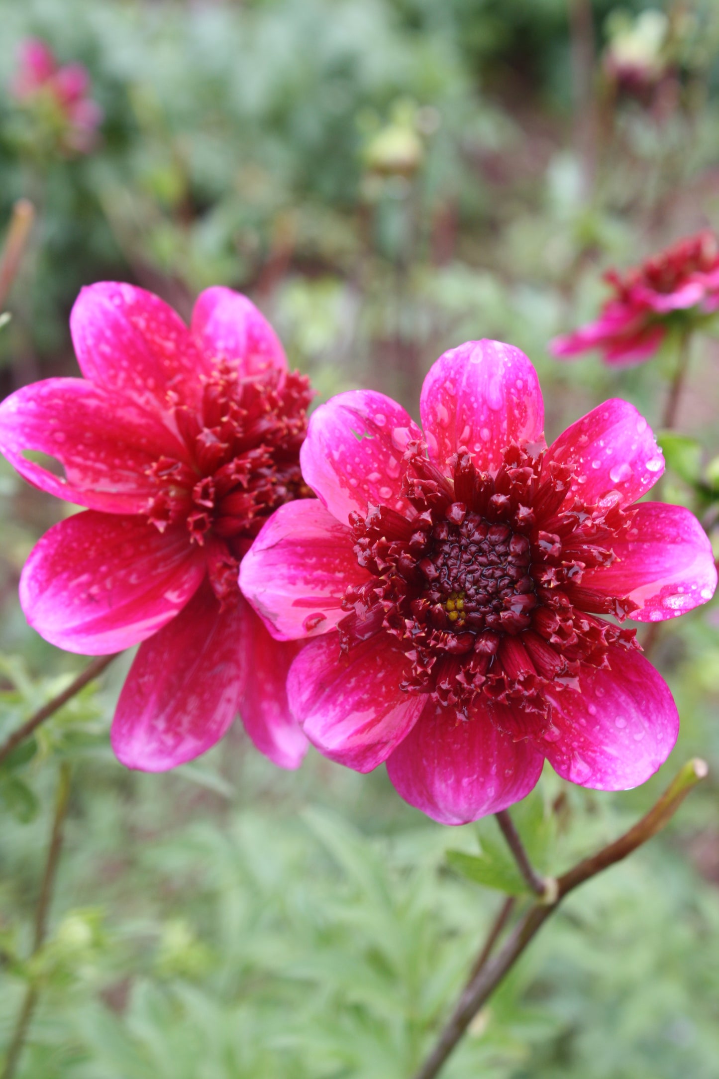 Rockstar Dahlia Tuber