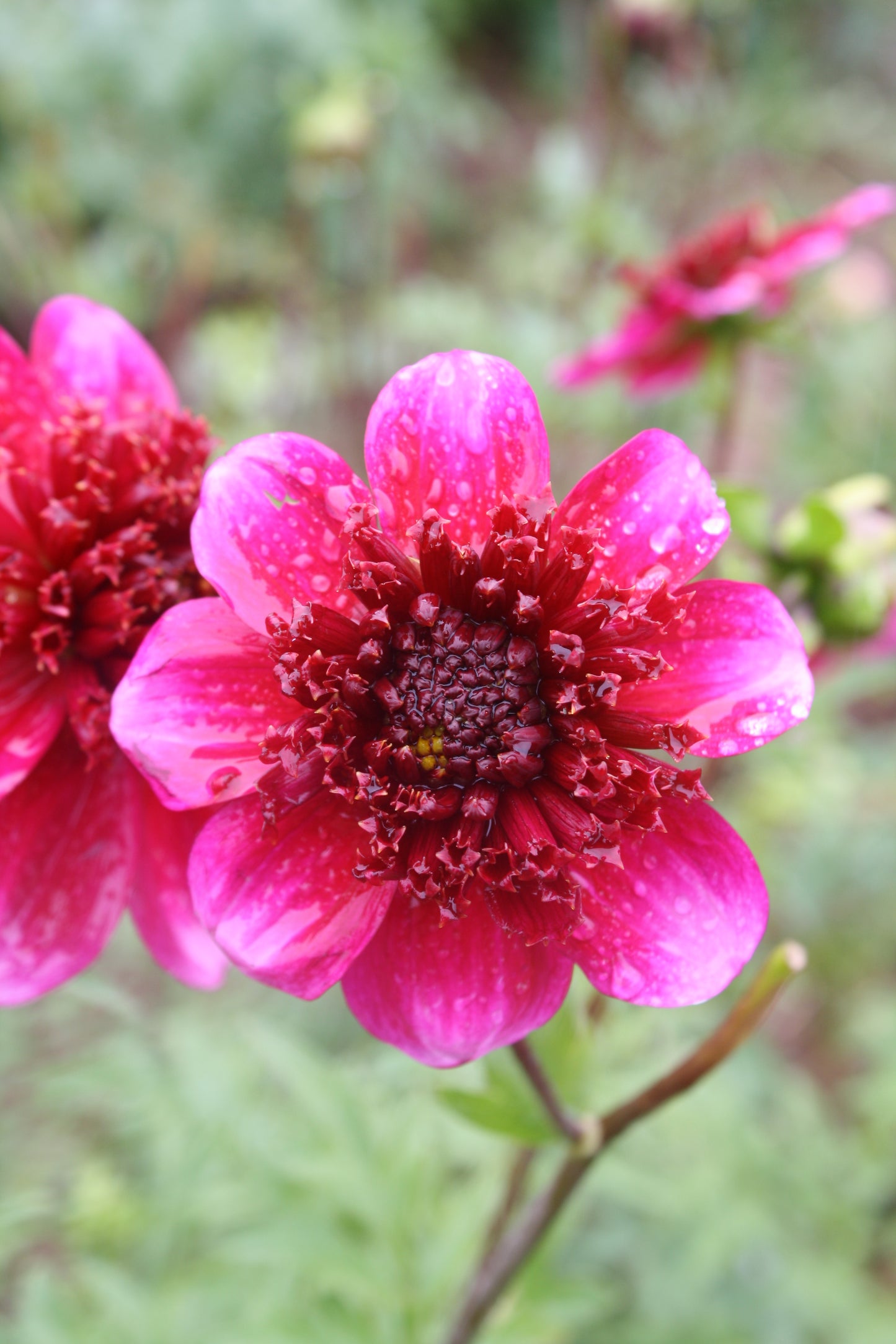Rockstar Dahlia Tuber