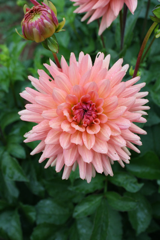 Preference Dahlia Tuber