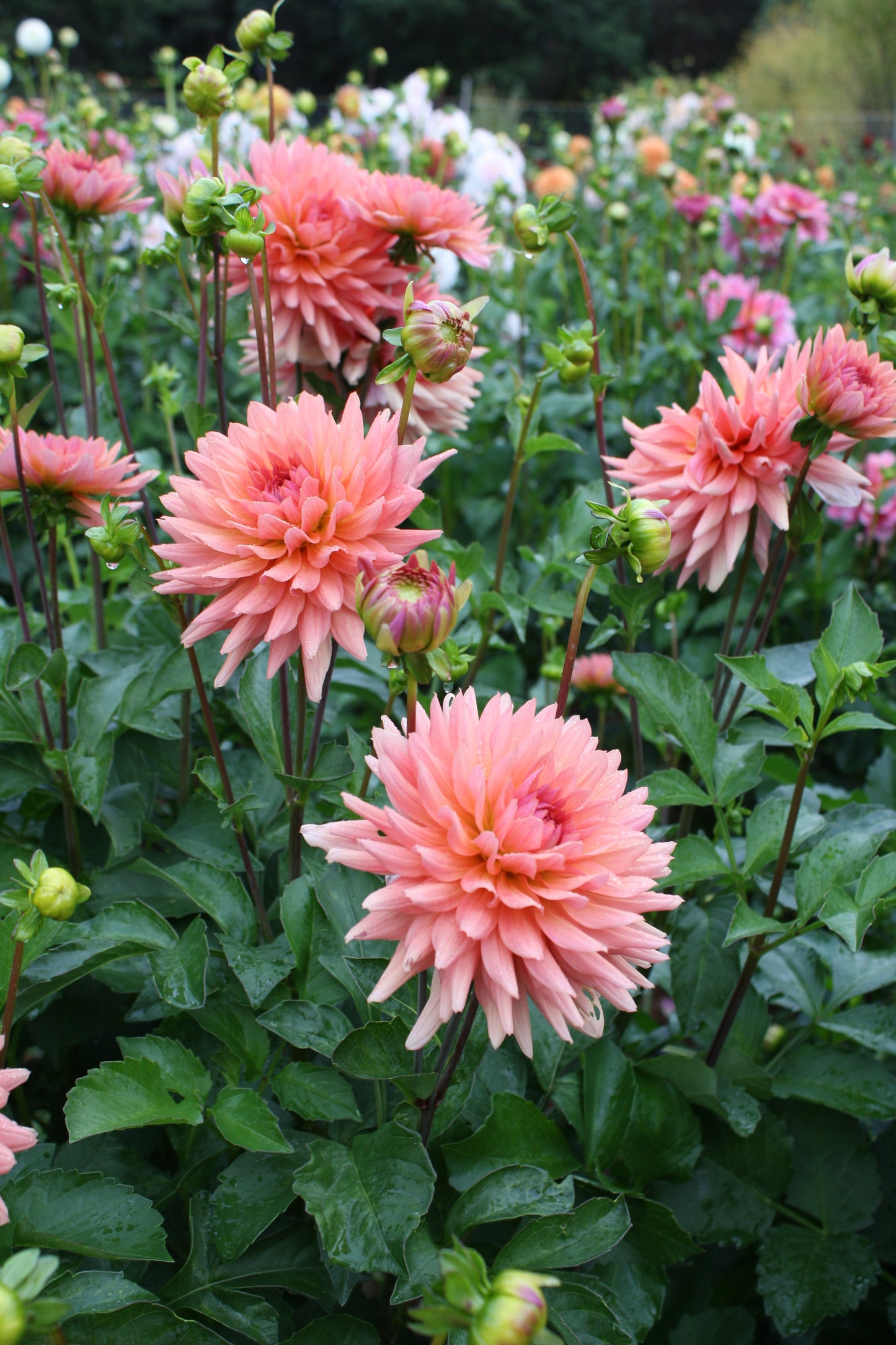 Preference Dahlia Tuber