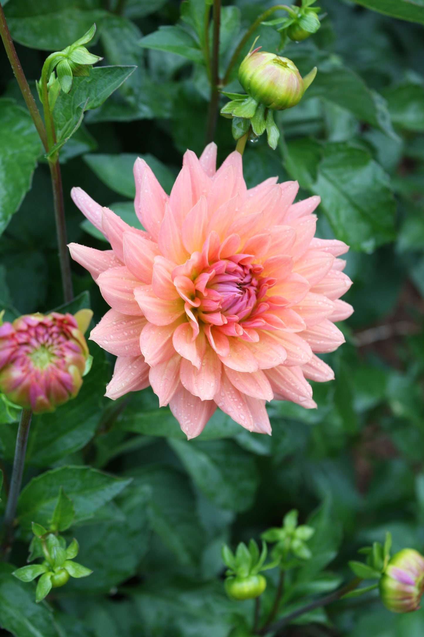Preference Dahlia Tuber