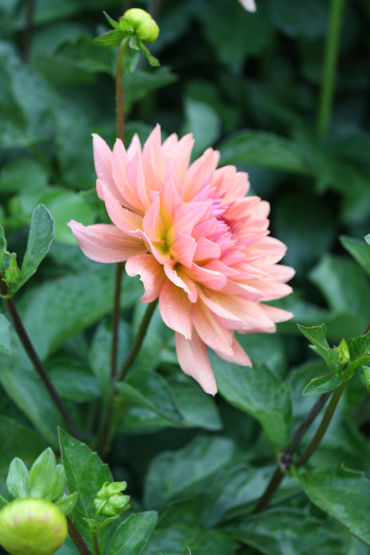Preference Dahlia Tuber