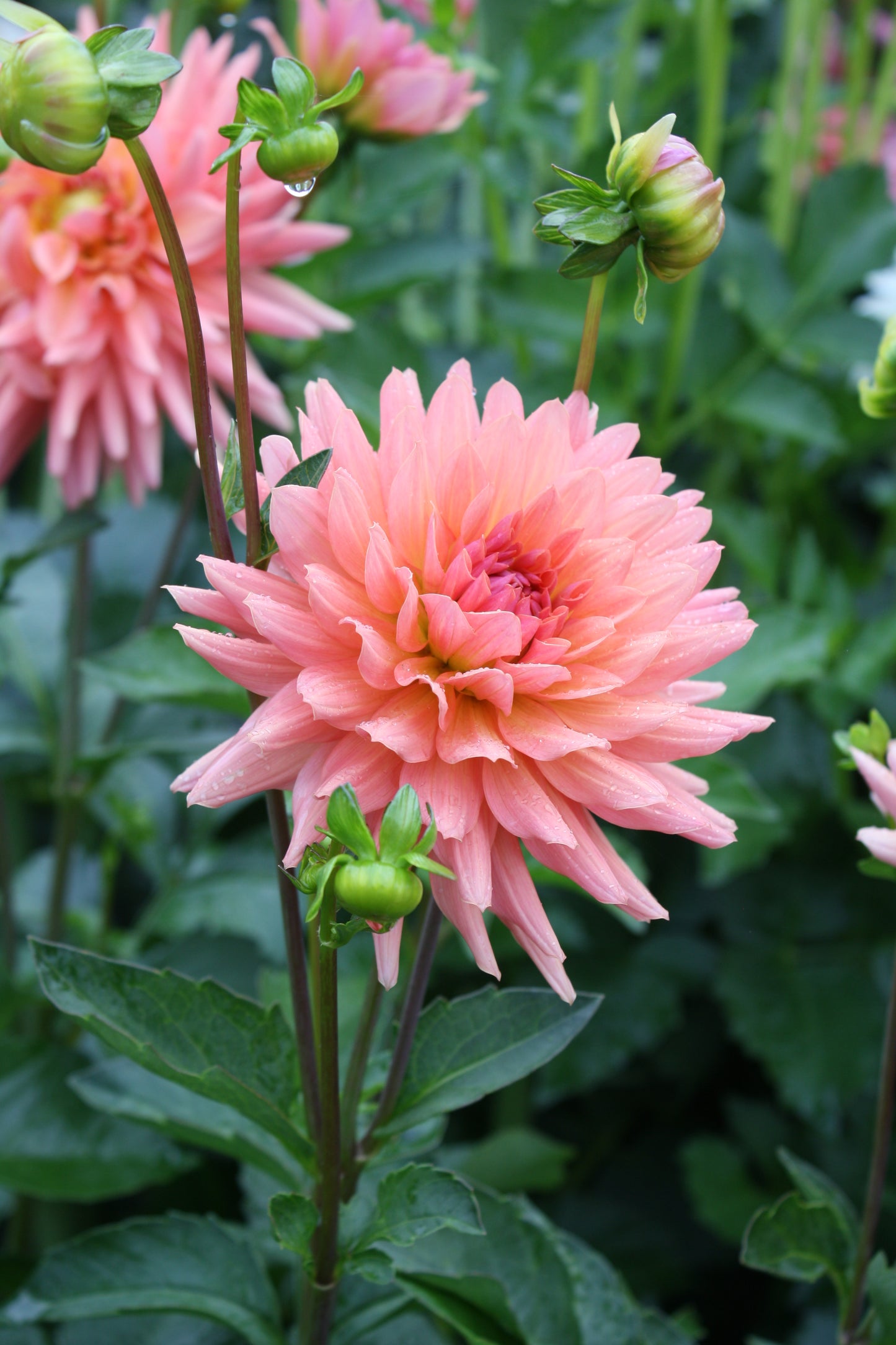 Preference Dahlia Tuber