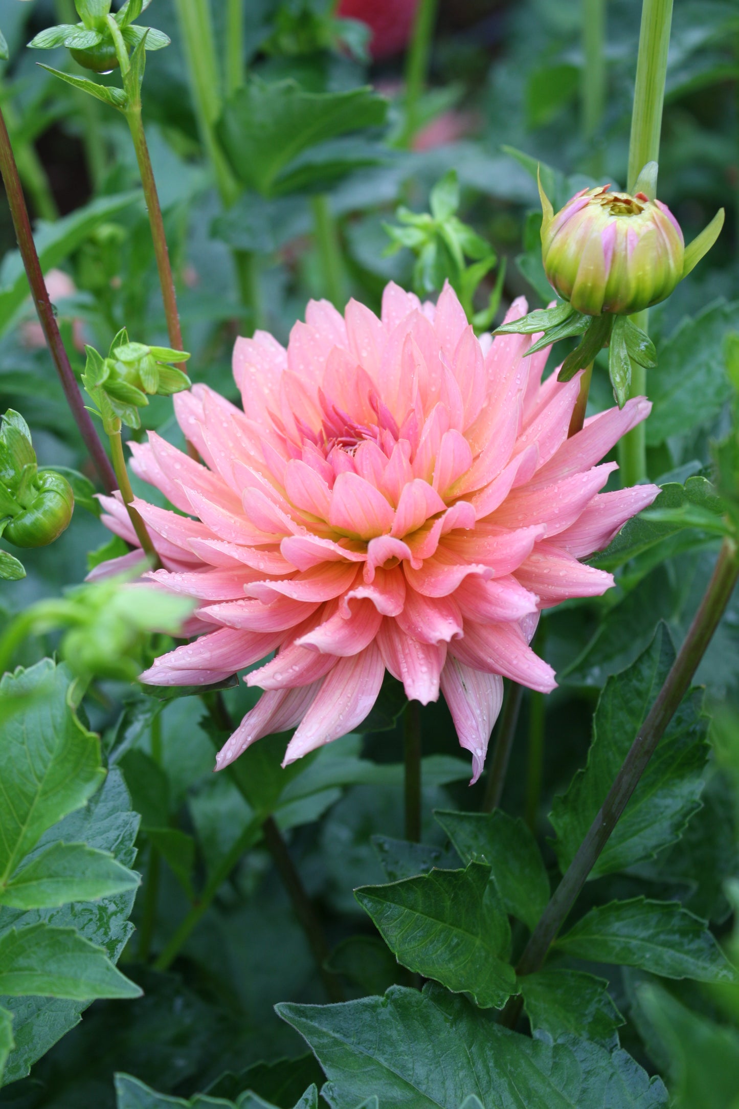 Preference Dahlia Tuber