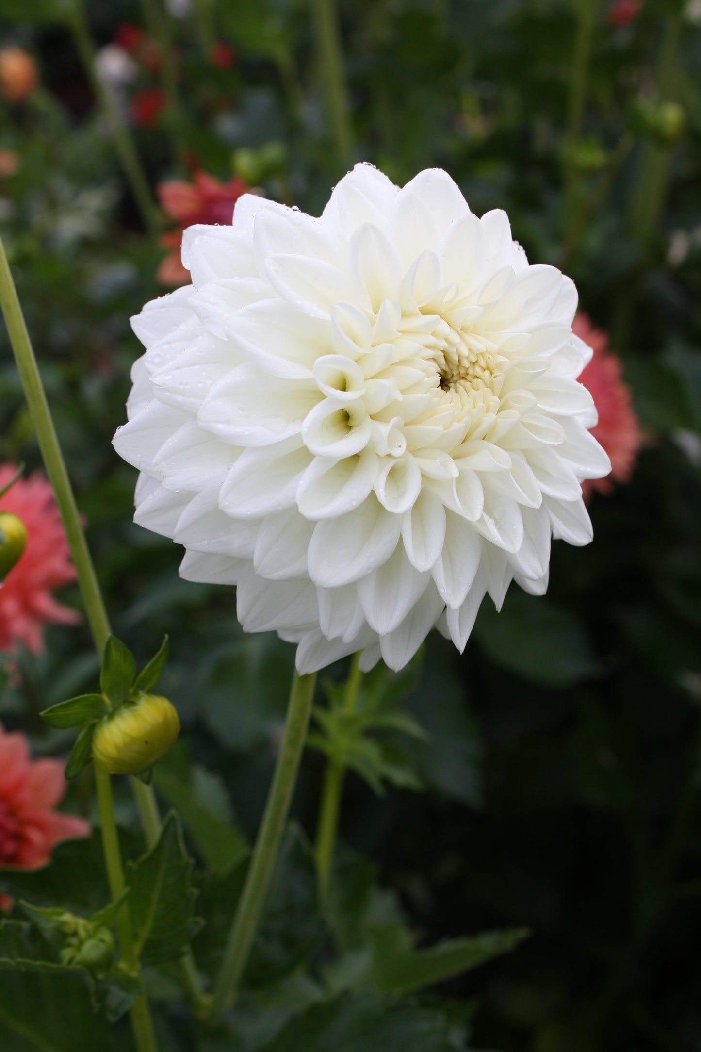 Blizzard Dahlia Tuber