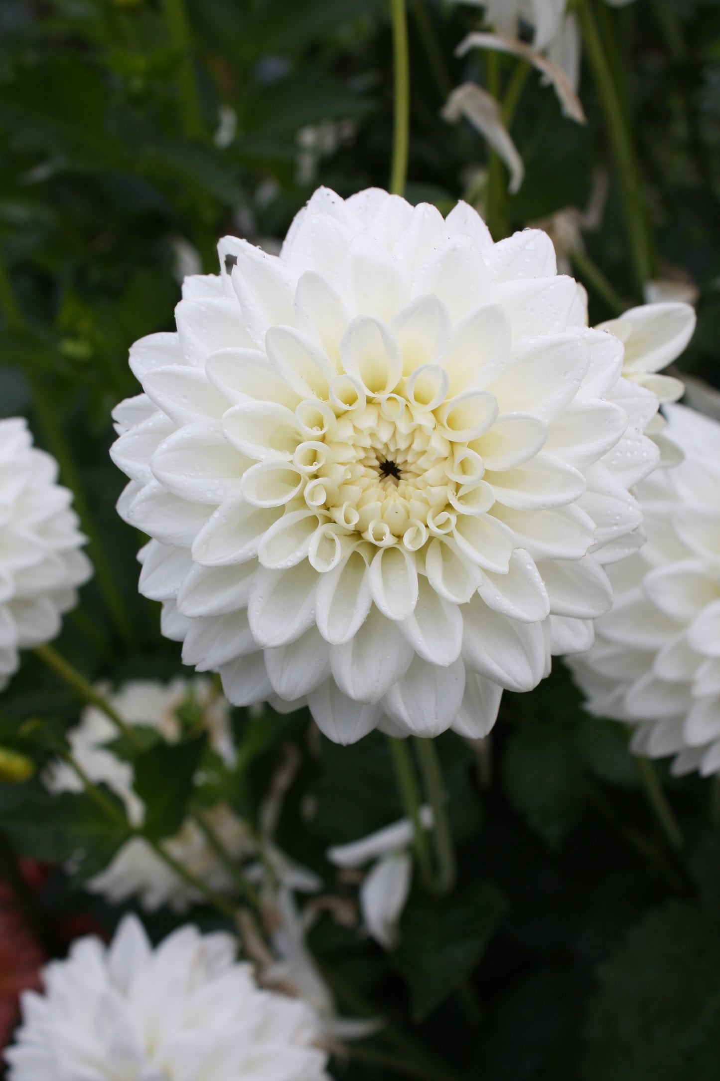 Blizzard Dahlia Tuber