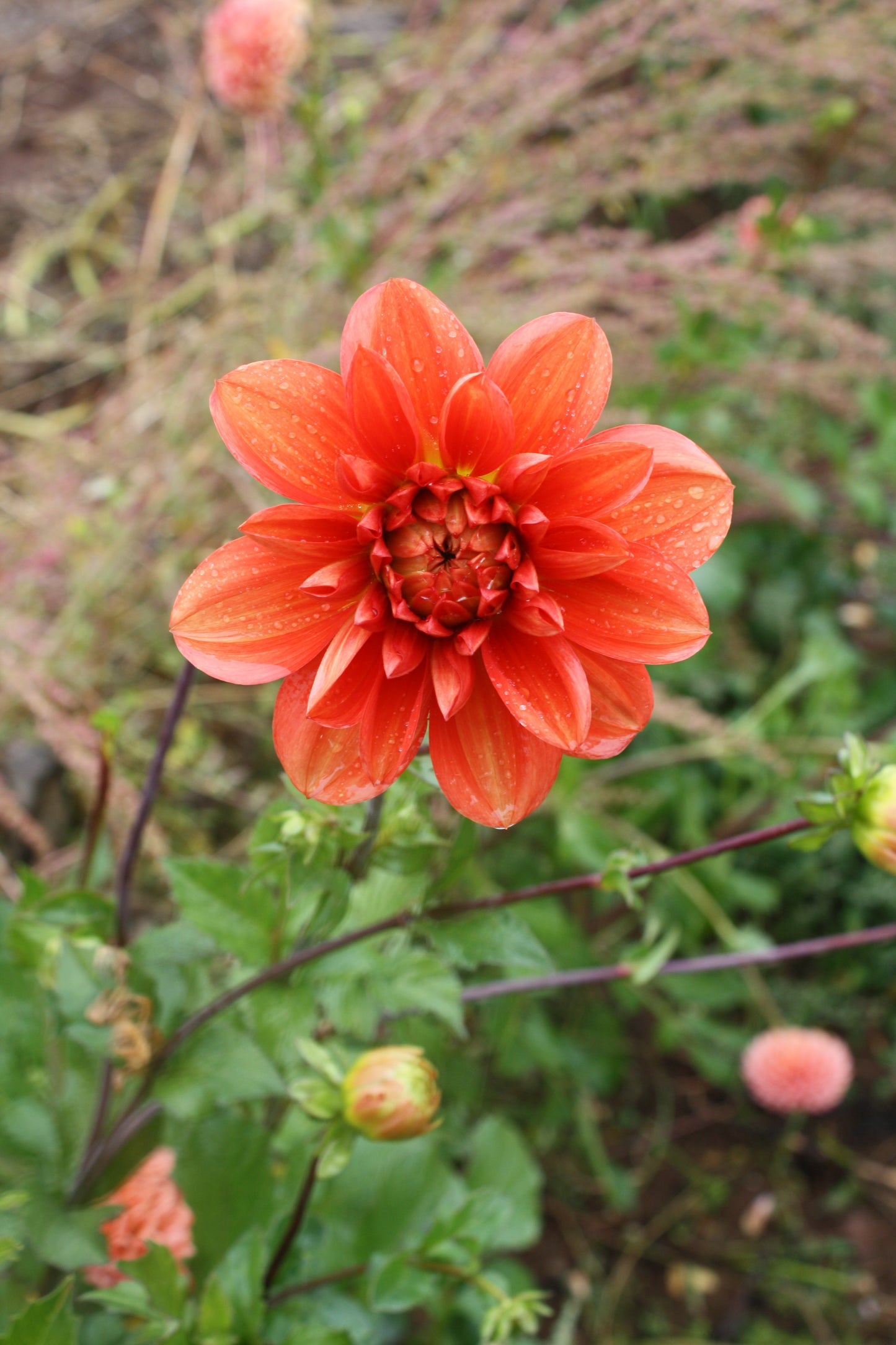 Patricia Ann's Sunset Dahlia Tuber