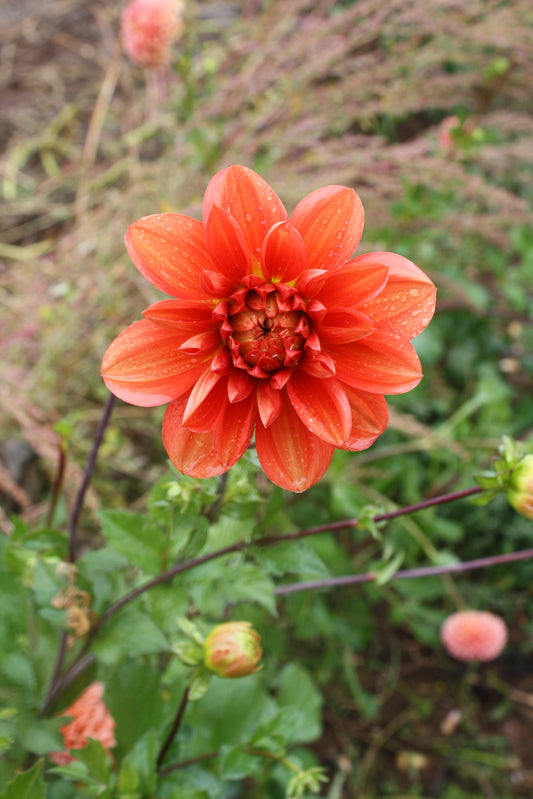 Patricia Ann's Sunset Dahlia Tuber