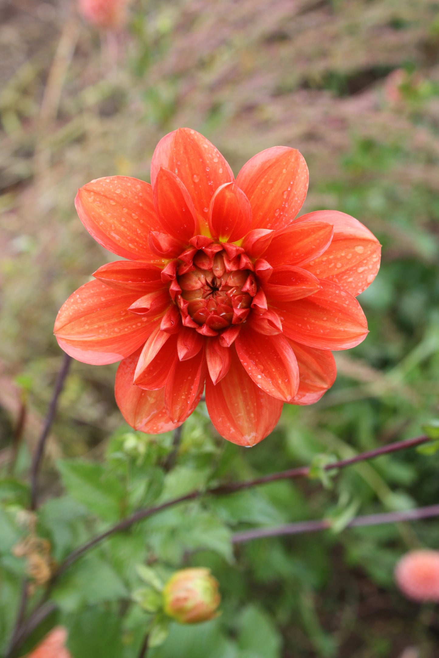 Patricia Ann's Sunset Dahlia Tuber