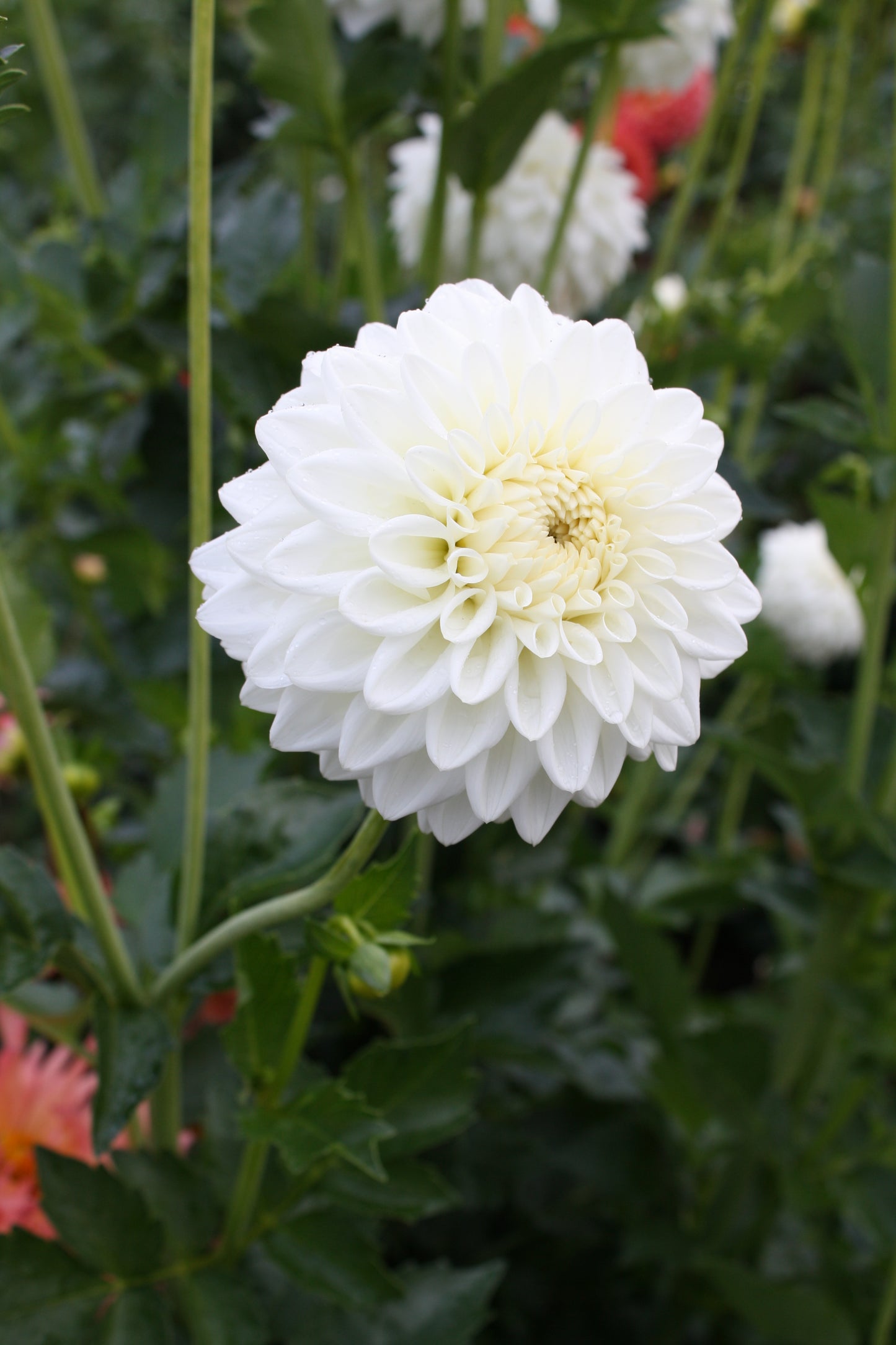 Blizzard Dahlia Tuber