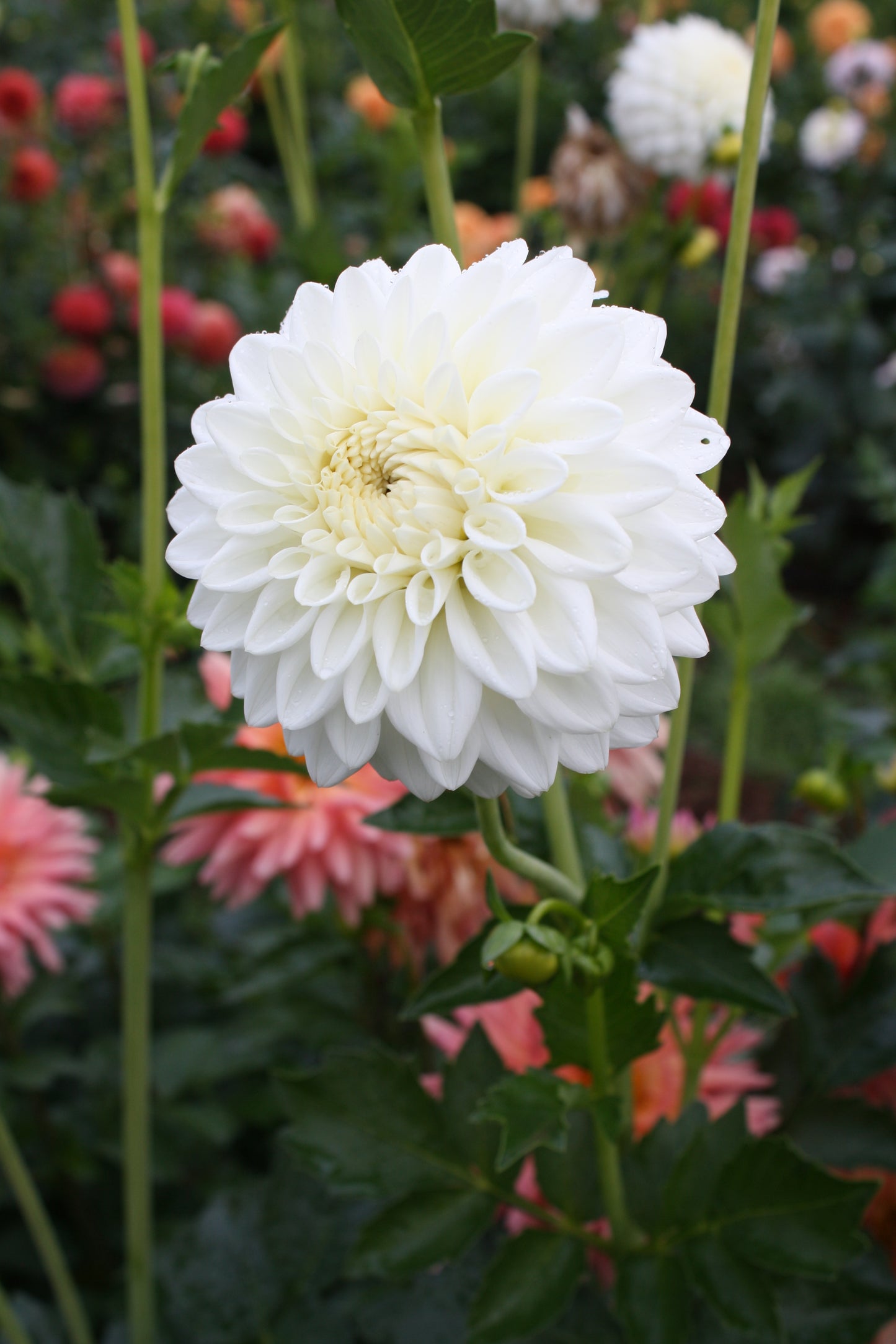 Blizzard Dahlia Tuber