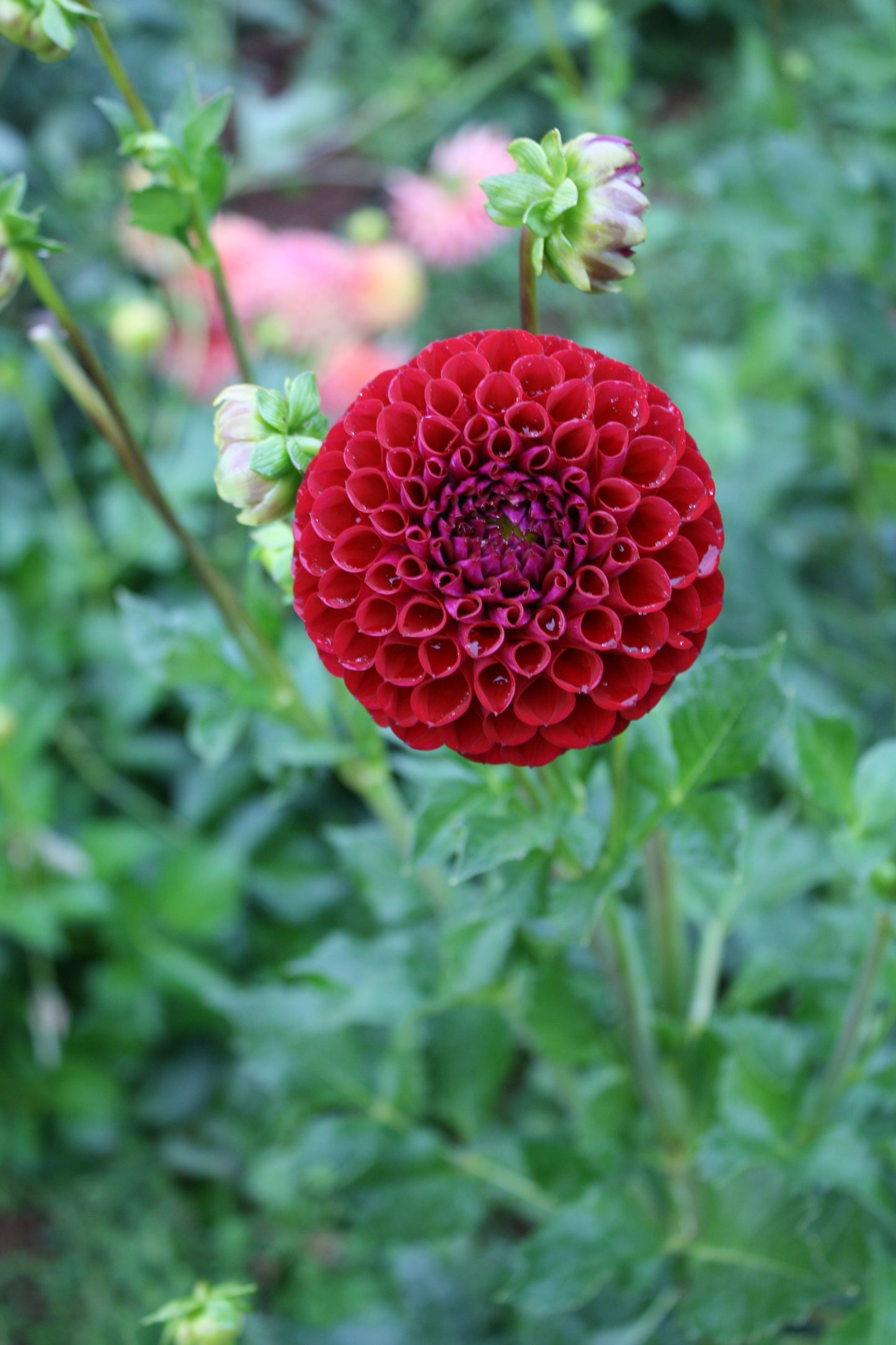 Cornel Dahlia Tuber