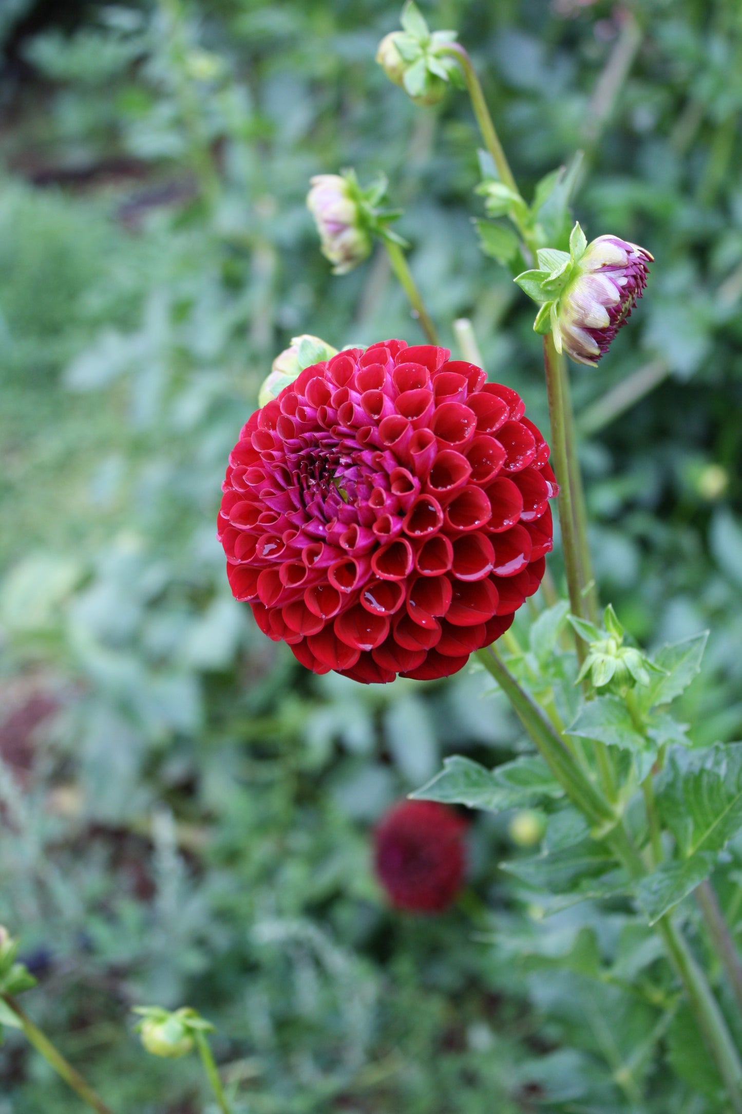 Cornel Dahlia Tuber