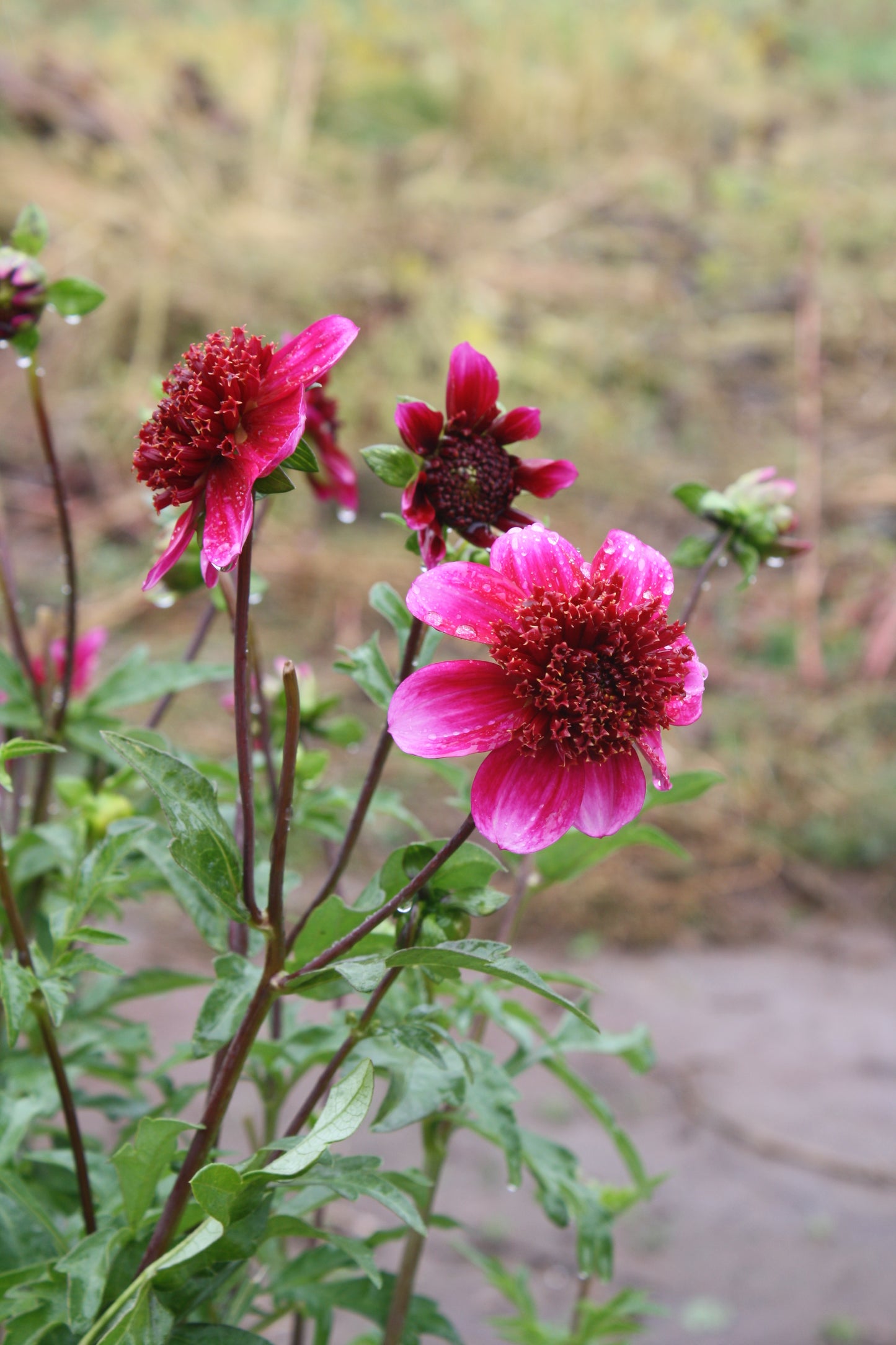 Rockstar Dahlia Tuber