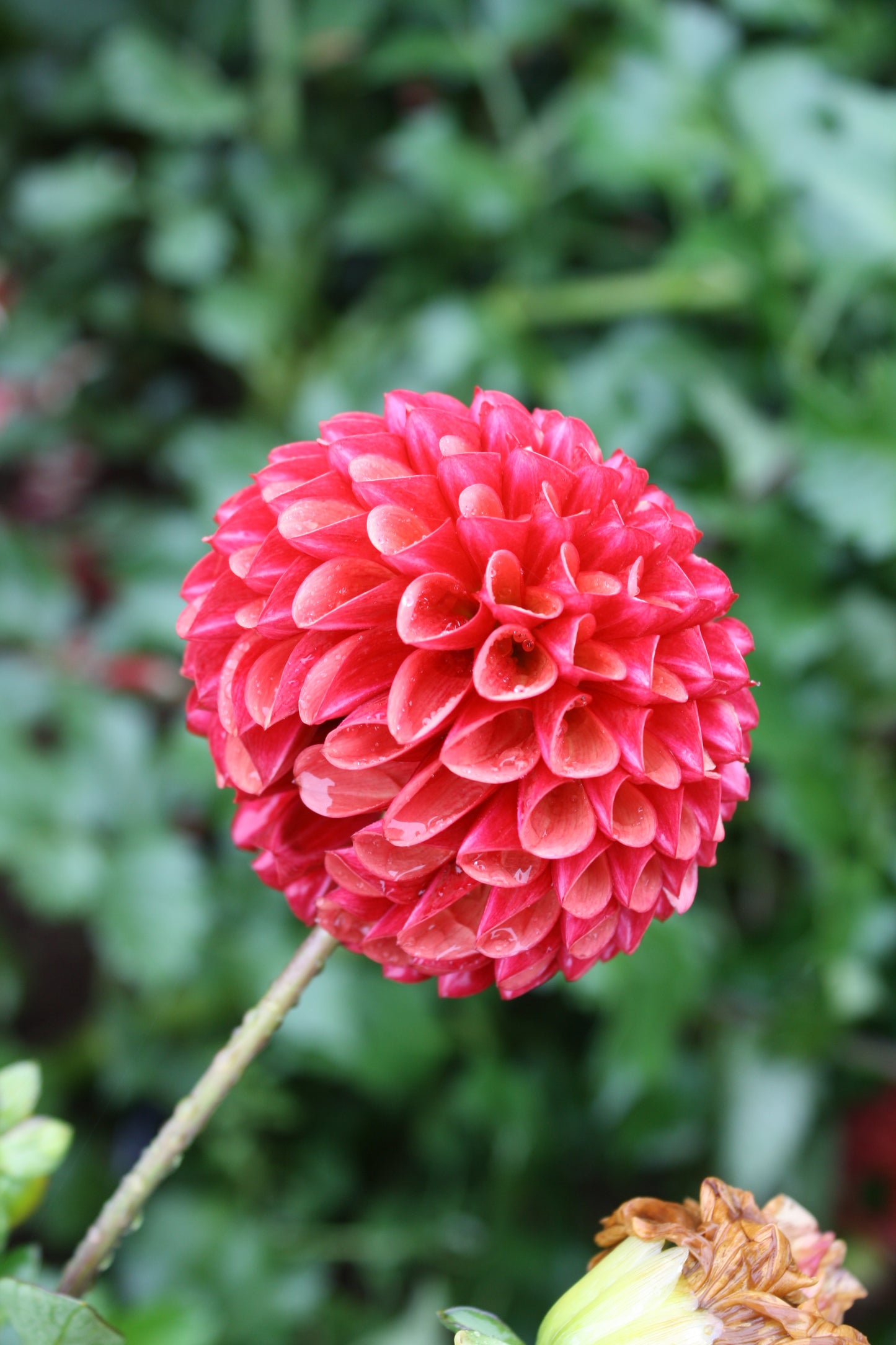 Copper Boy Dahlia Tuber