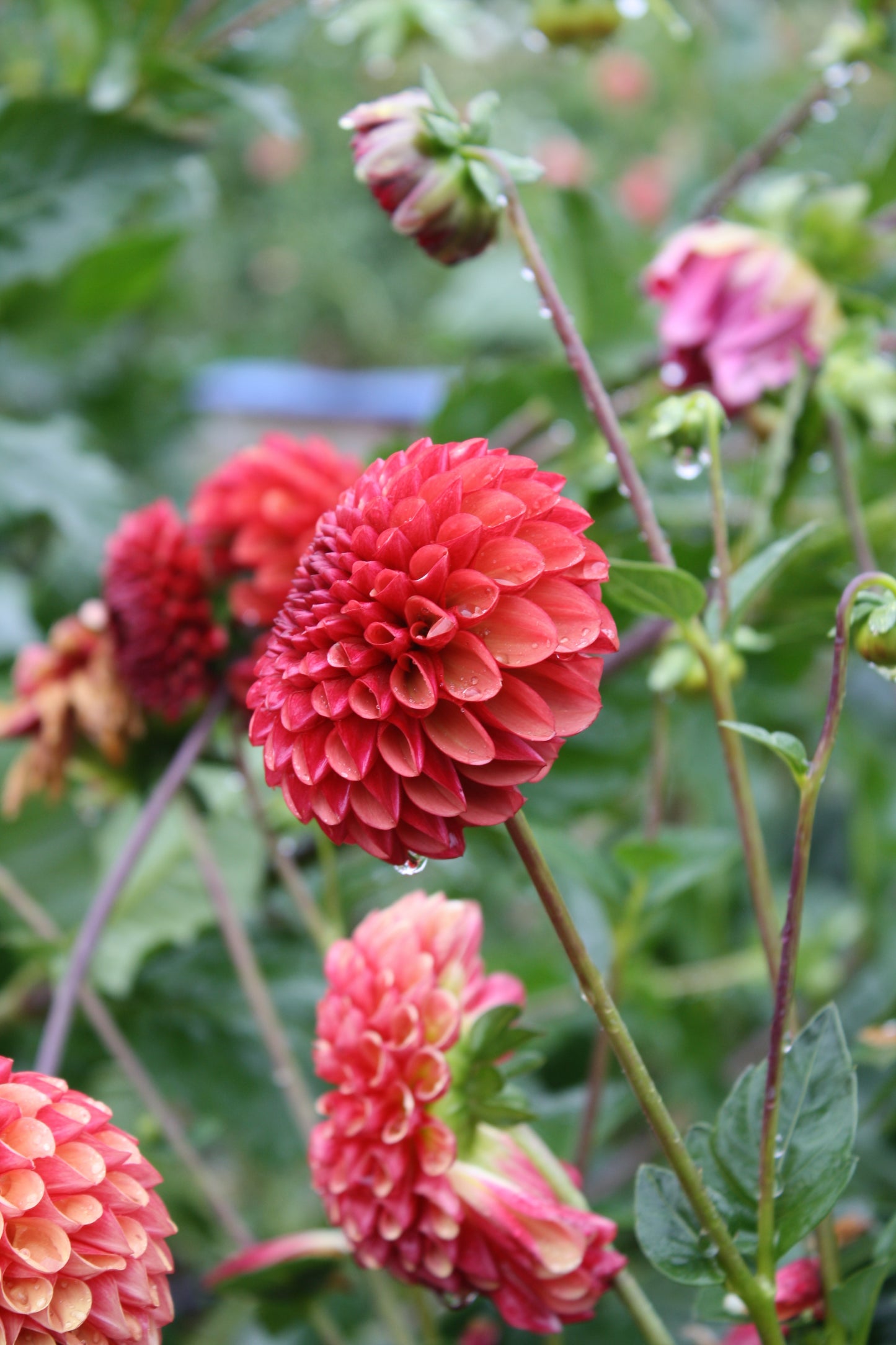 Copper Boy Dahlia Tuber