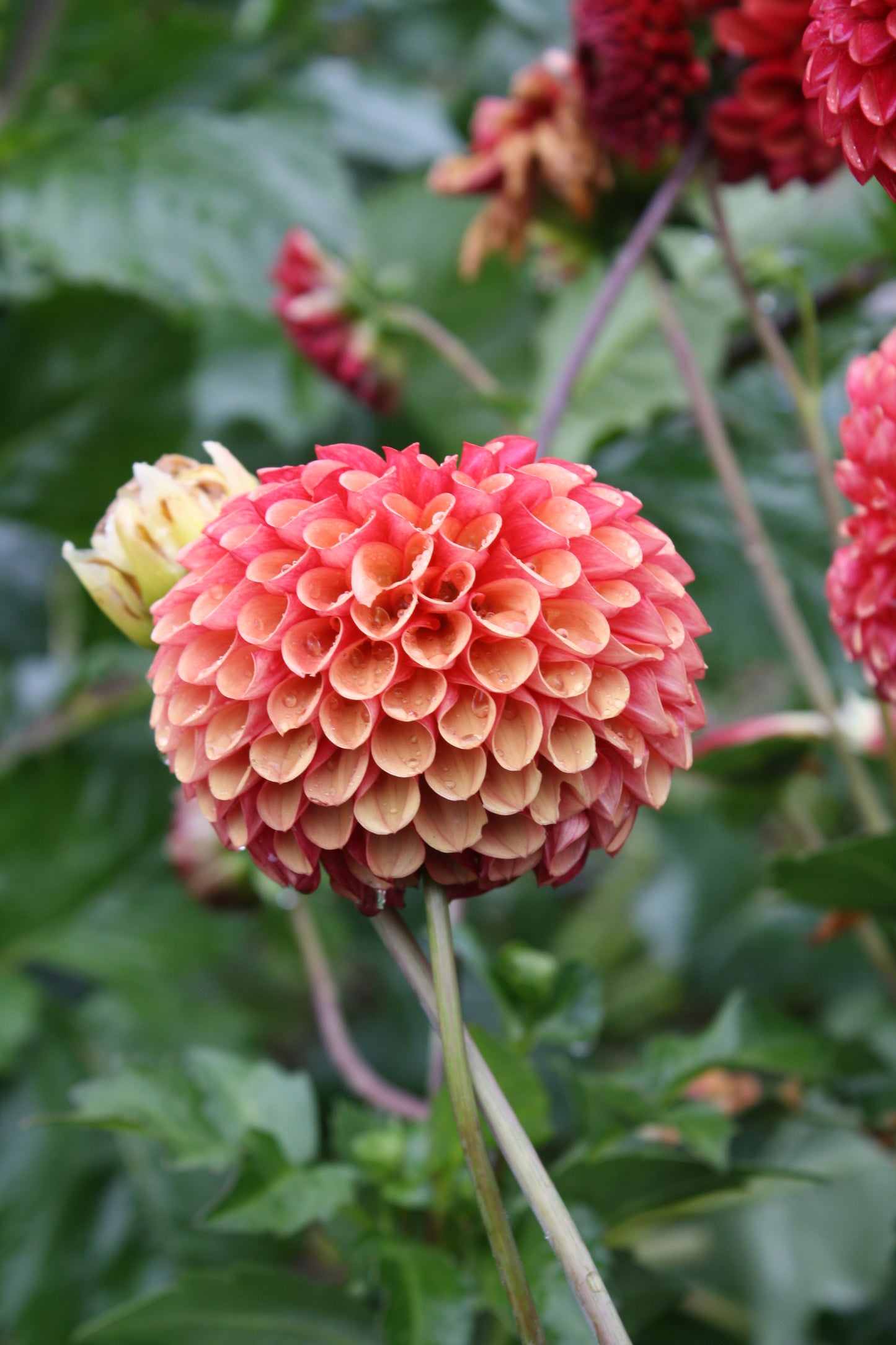 Copper Boy Dahlia Tuber