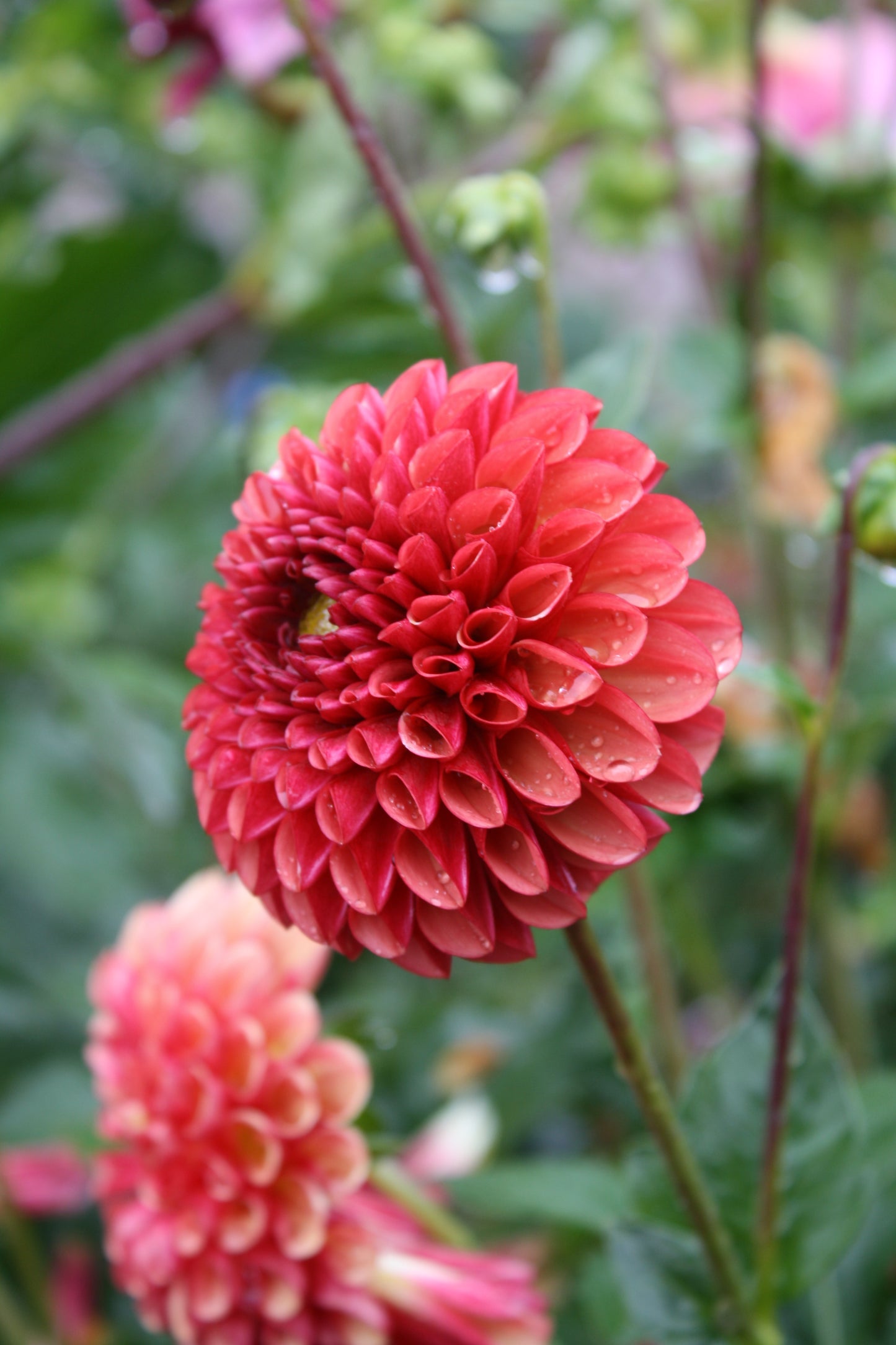 Copper Boy Dahlia Tuber