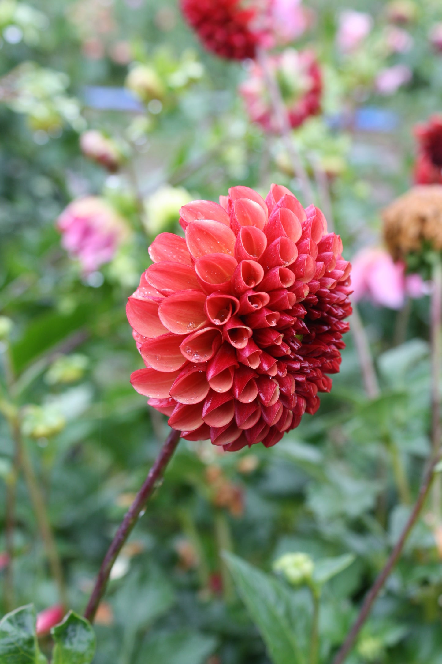 Copper Boy Dahlia Tuber