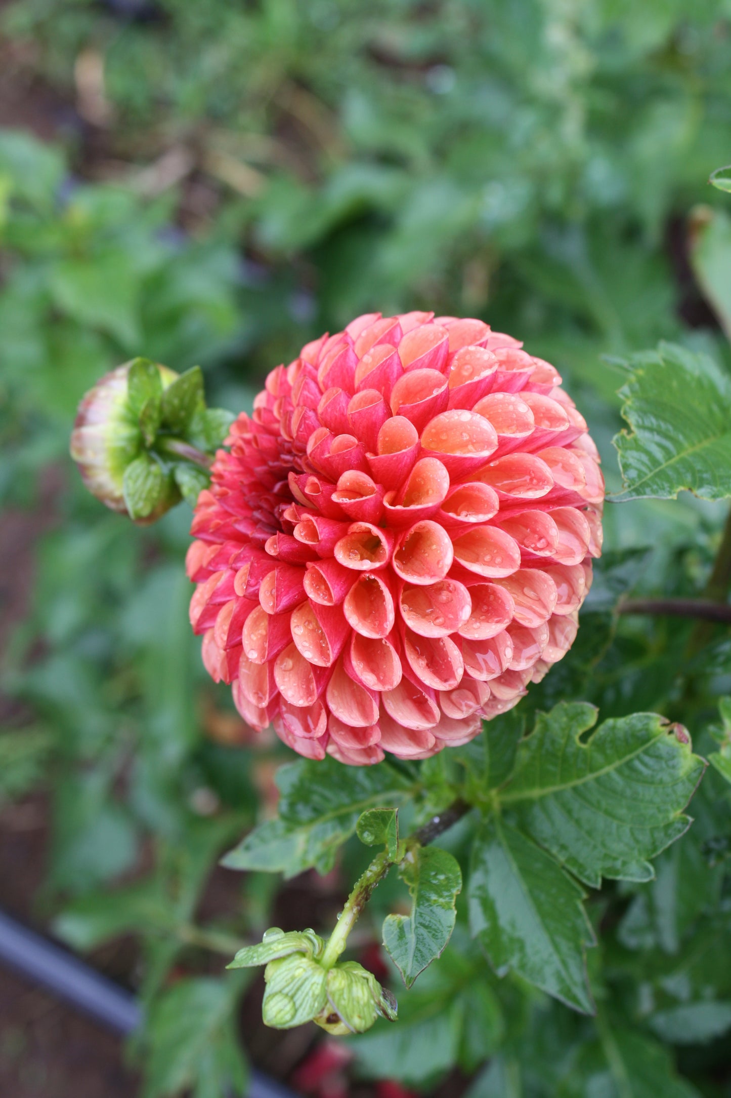 Copper Boy Dahlia Tuber