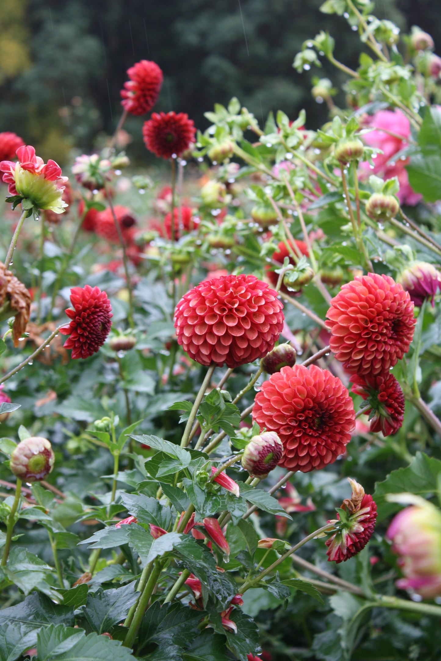 Copper Boy Dahlia Tuber