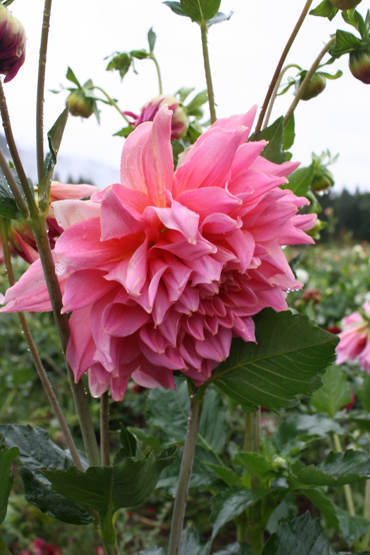 Otto's Thrill Dahlia Tuber