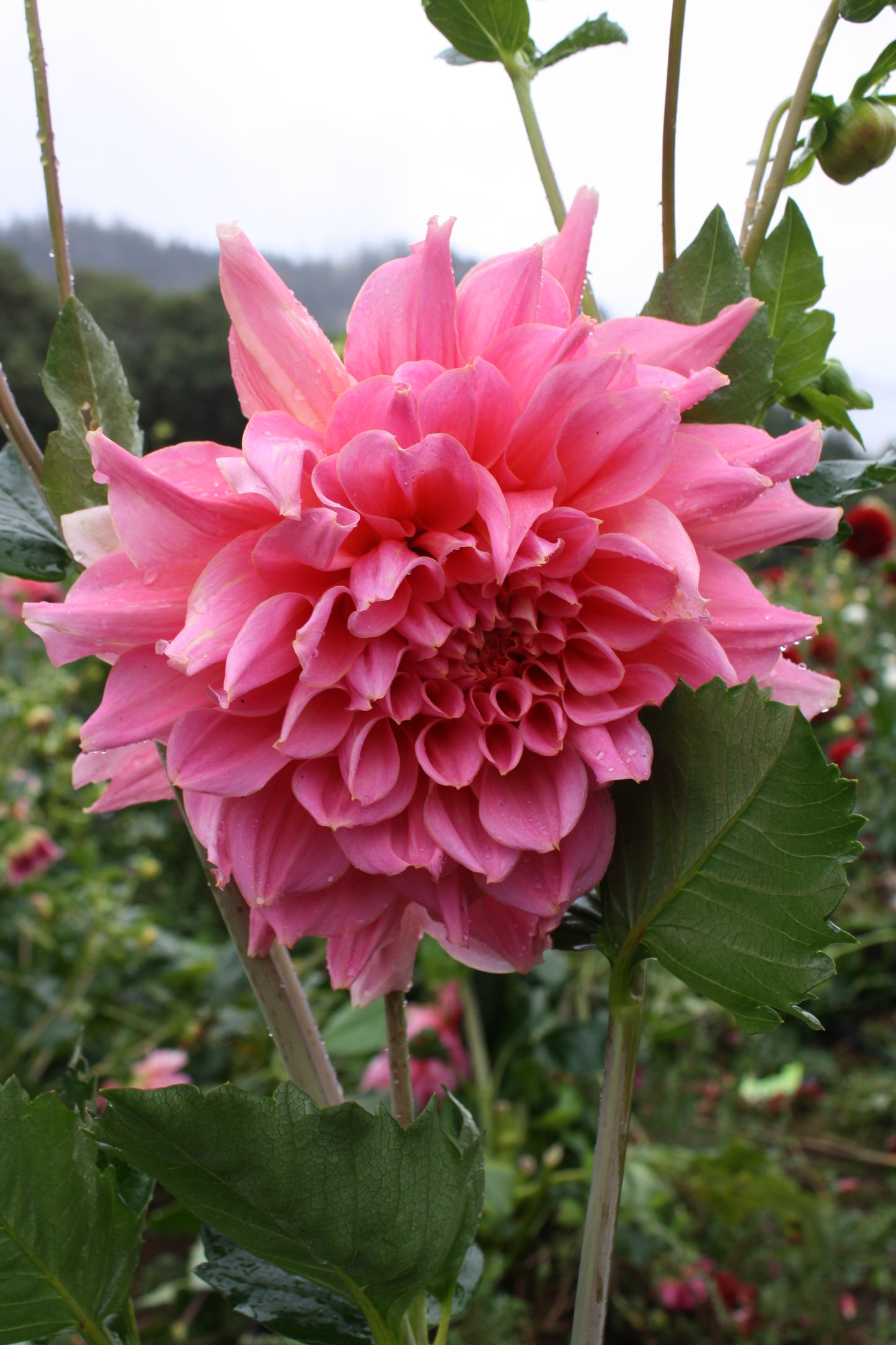 Otto's Thrill Dahlia Tuber