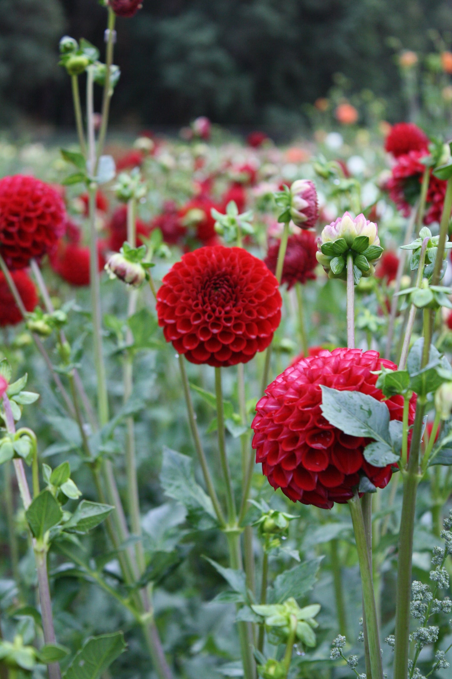 Cornel Dahlia Tuber