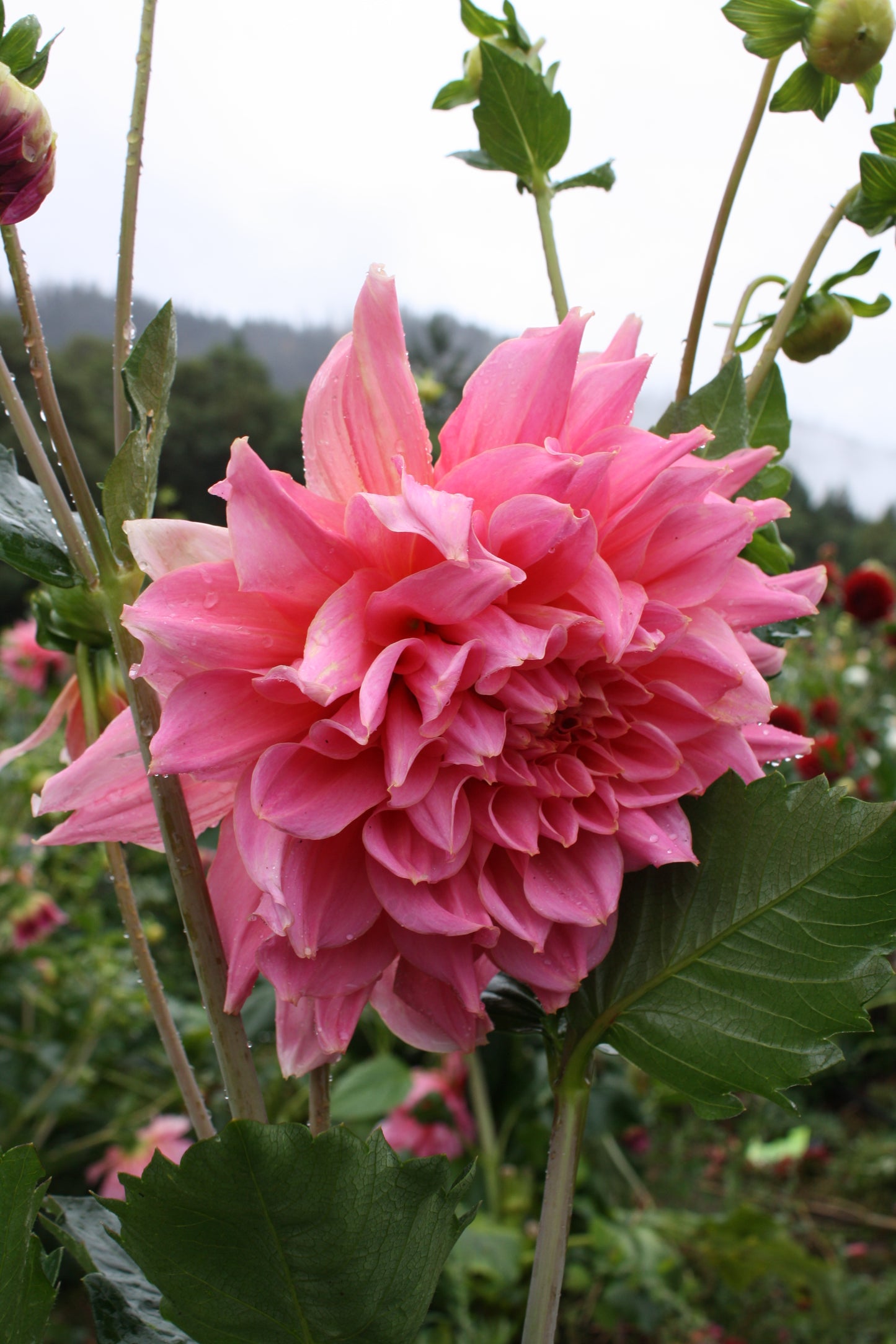 Otto's Thrill Dahlia Tuber
