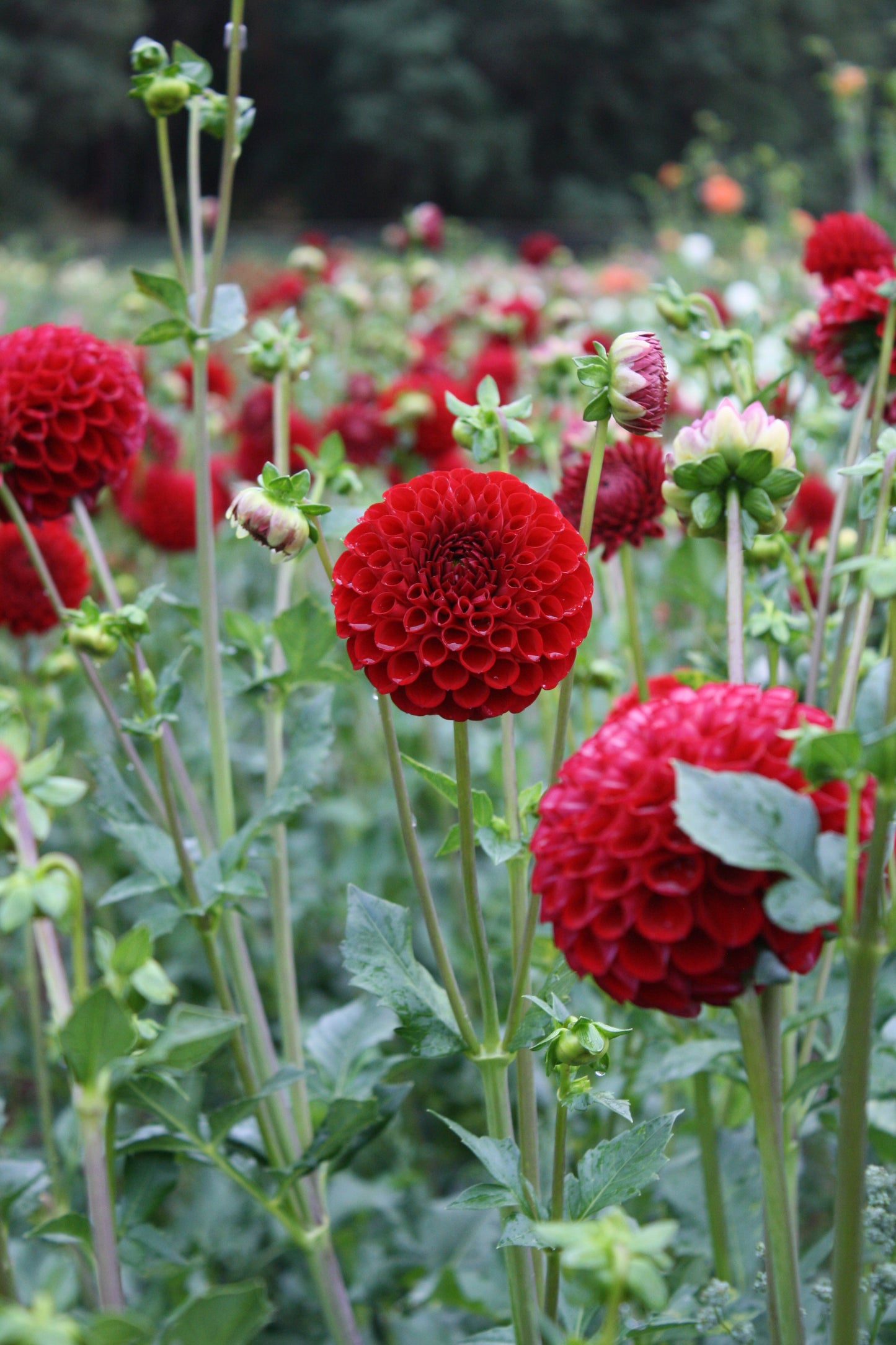 Cornel Dahlia Tuber