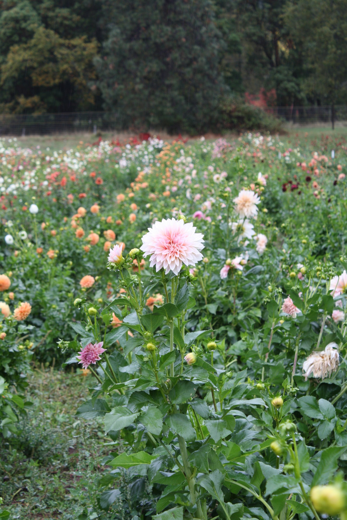 Cafe au Lait Dahlia Tuber
