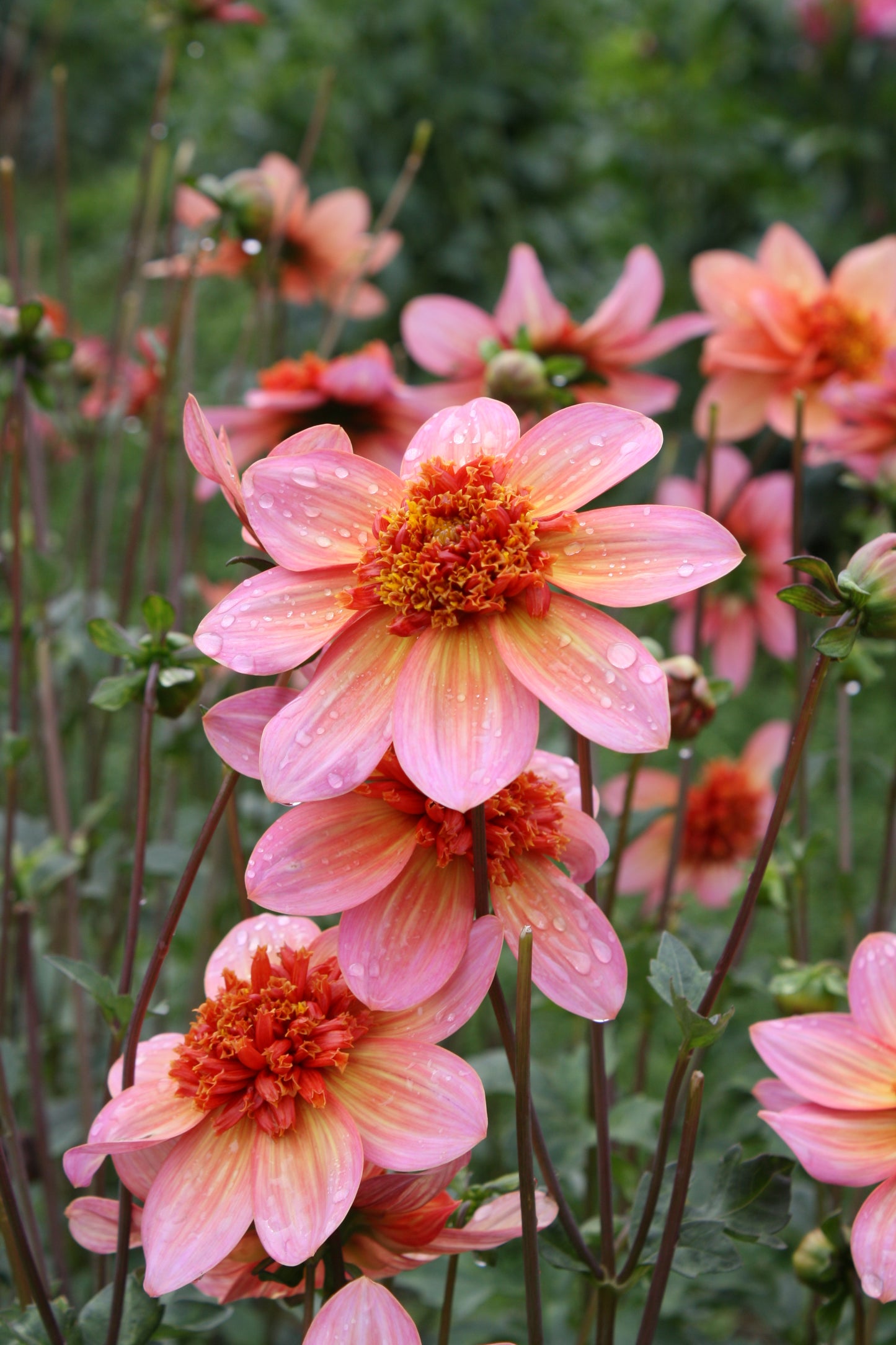 Totally Tangerine Dahlia Tuber