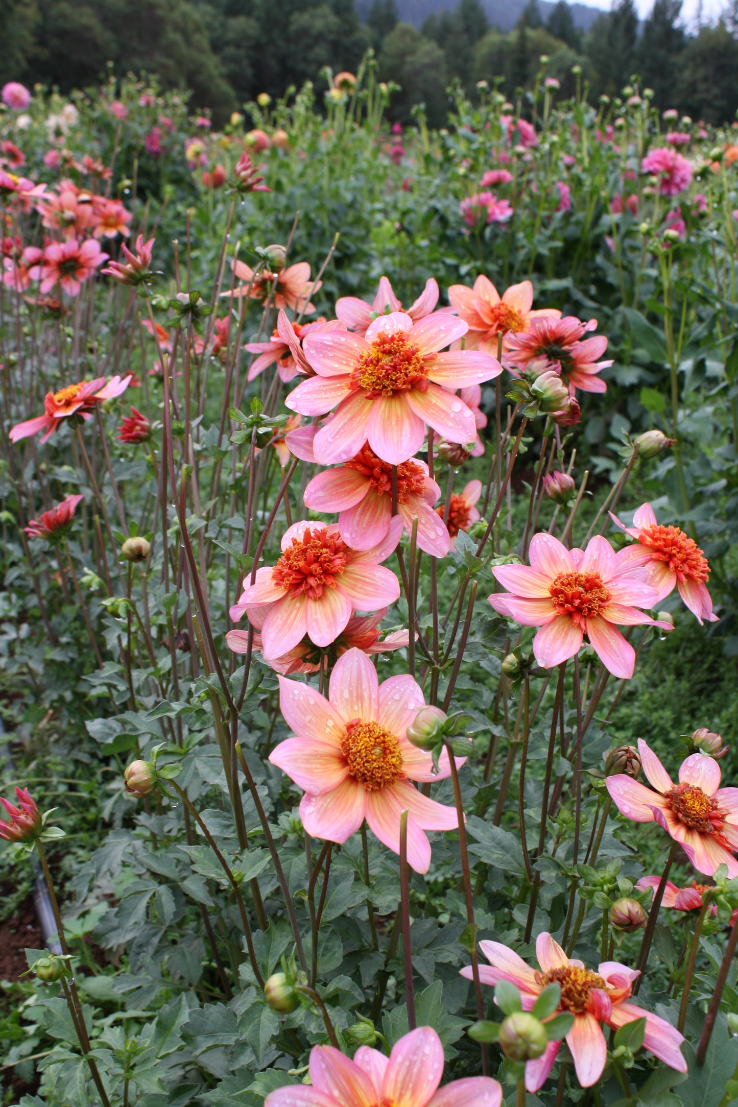 Totally Tangerine Dahlia Tuber